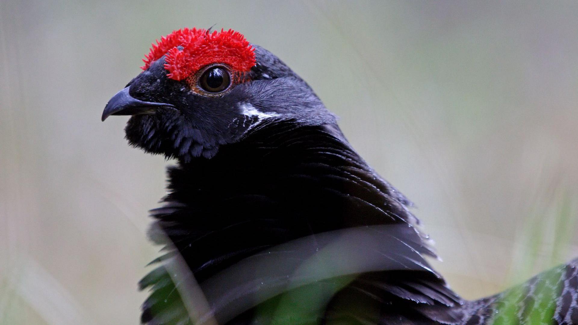1920x1080 Black grouse: Numbers of the endangered bird on the rise in Scotland