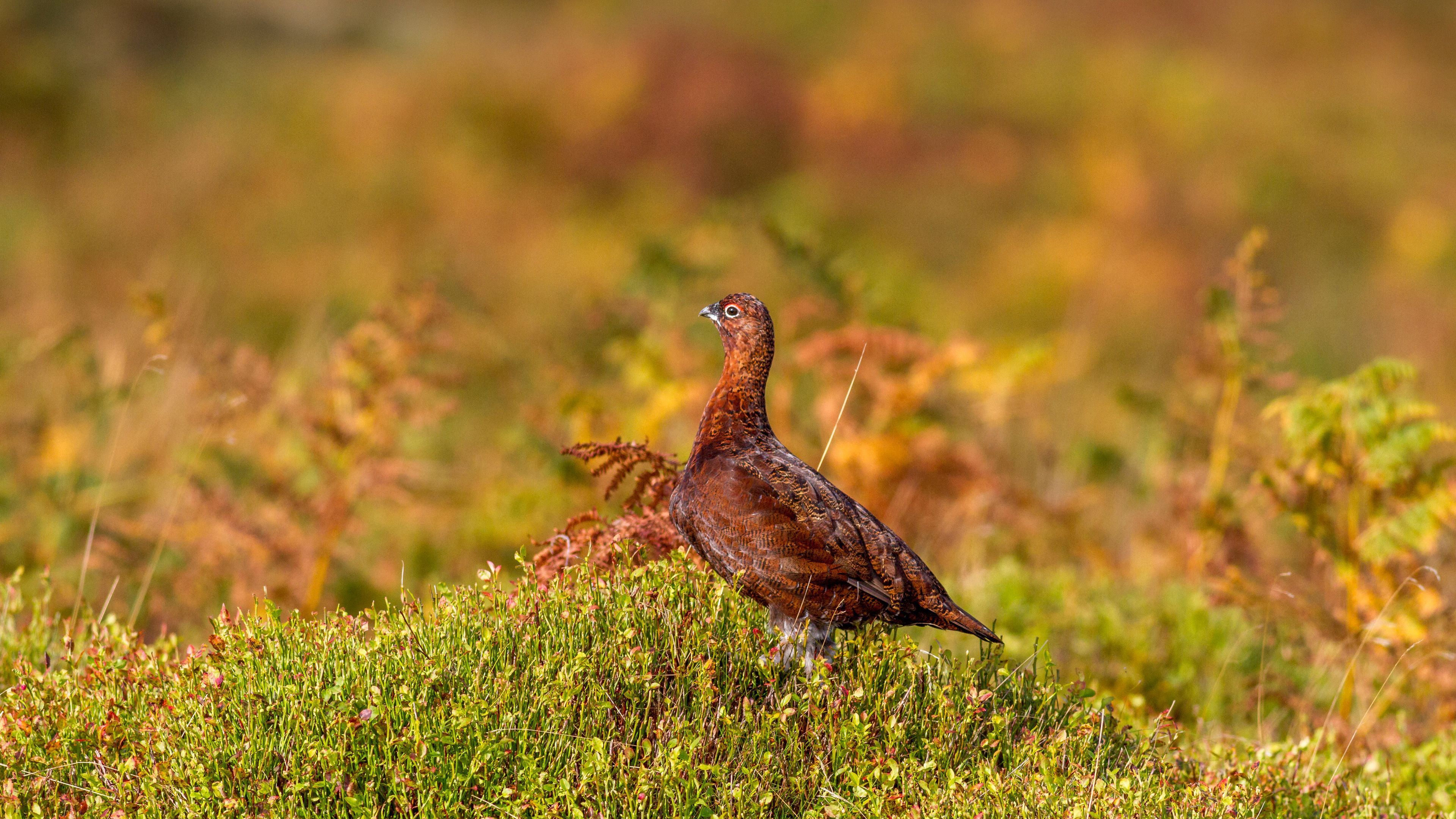 3840x2160 Bing HD Wallpaper 22 Oct 2023: Red grouse Wallpaper Gallery