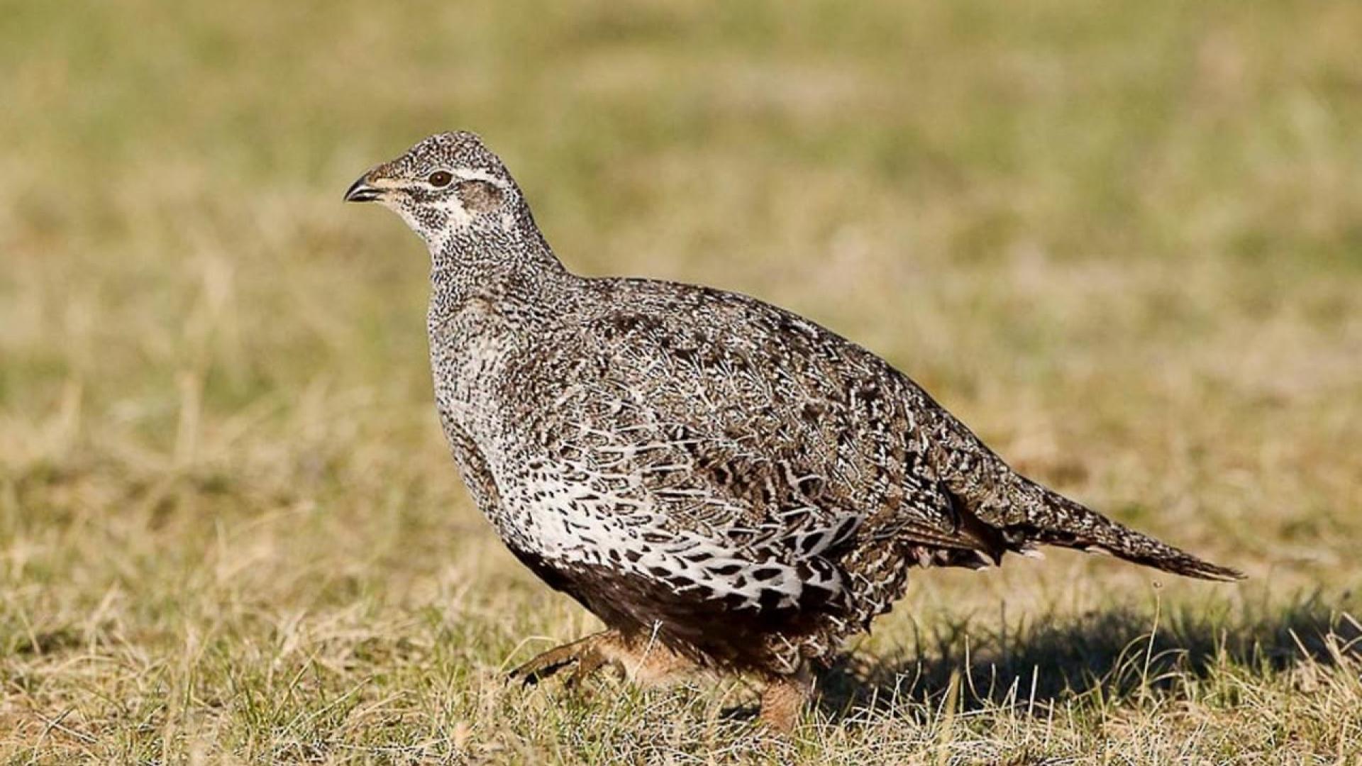 1920x1080 What Has Been Done To Help Sage Grouse? What Else Can Be Done?