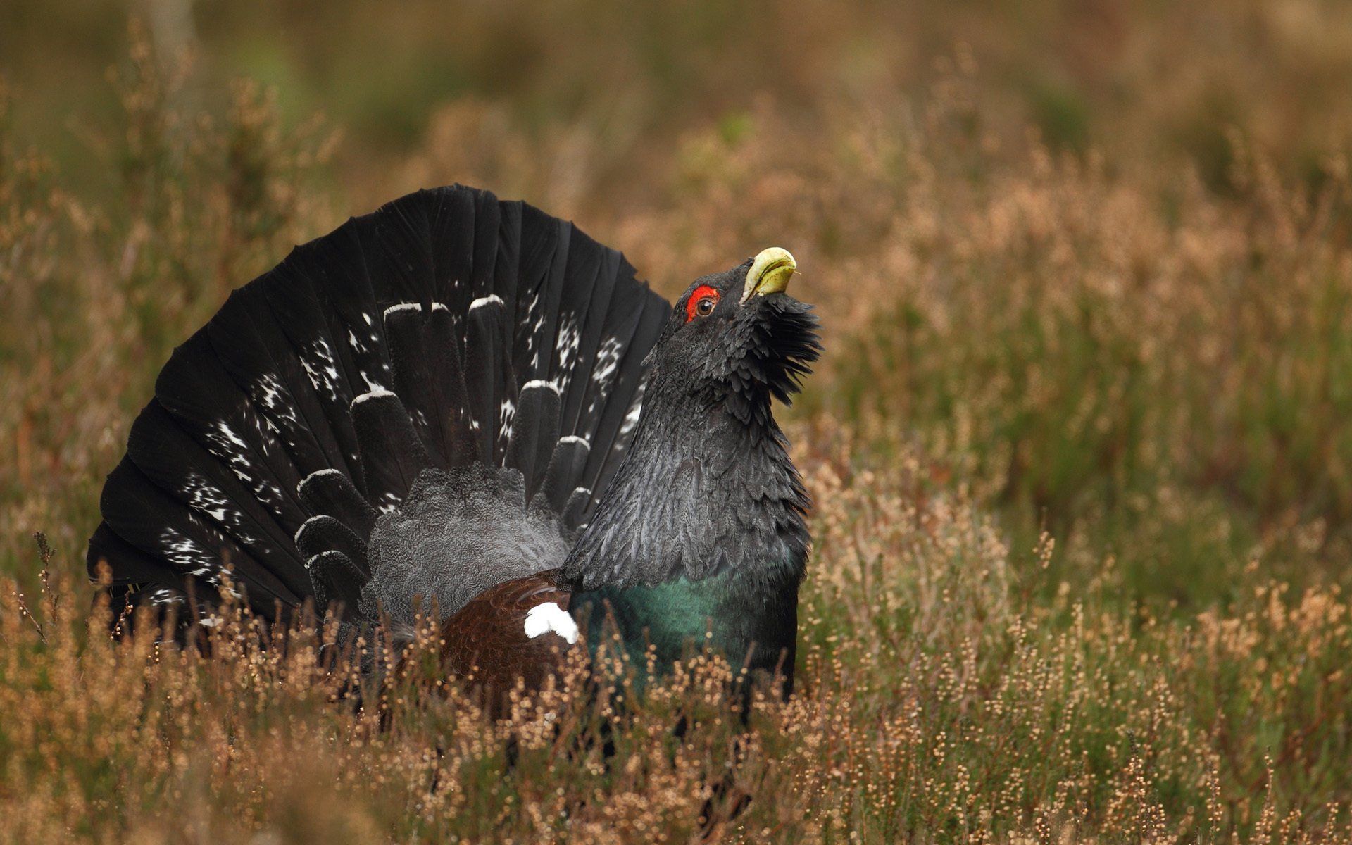 1920x1200 bird, Grass, Wood, Grouse, Black Wallpaper HD / Desktop and Mobile Background