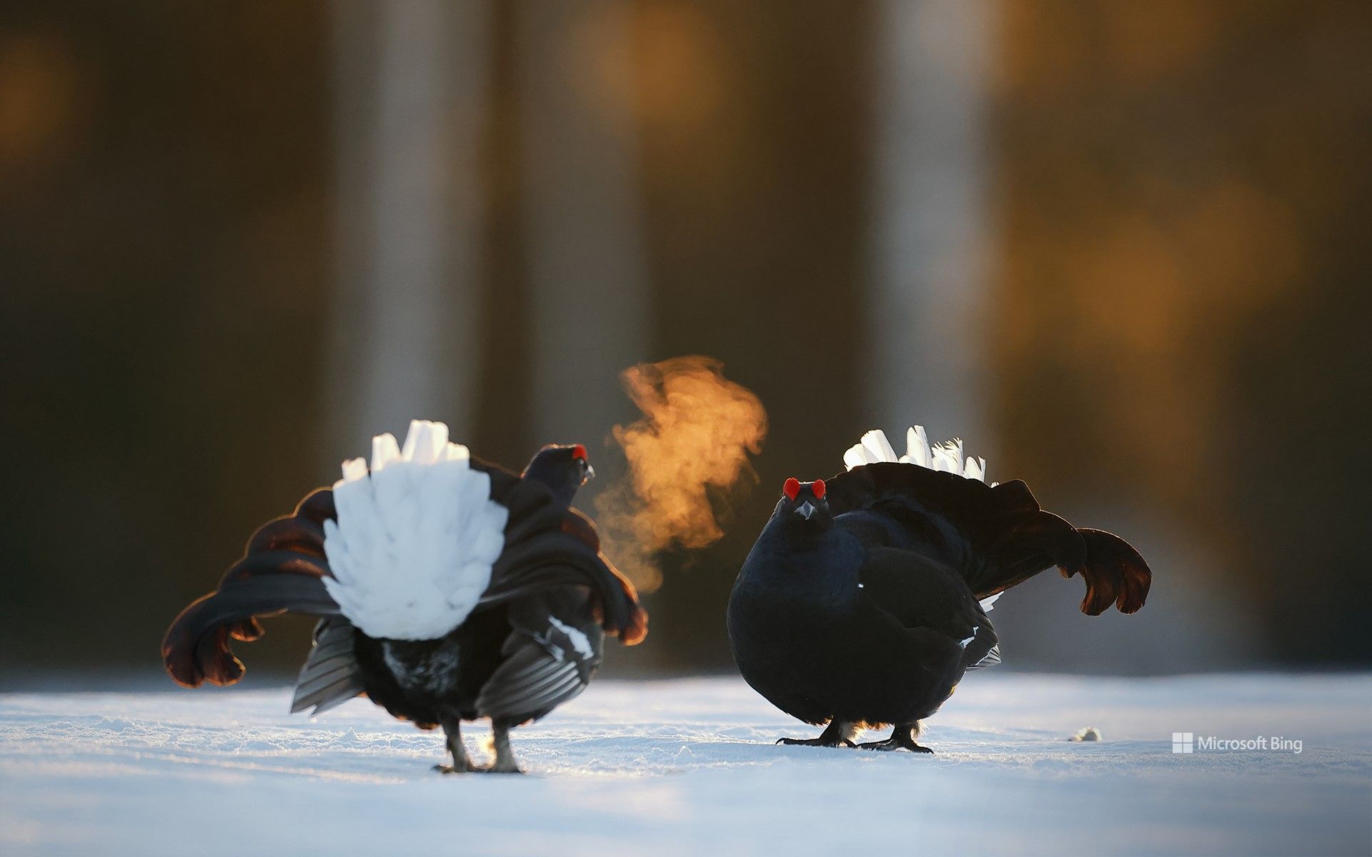 1920x1200 Black grouse males in Kuusamo, Finland Wallpaper