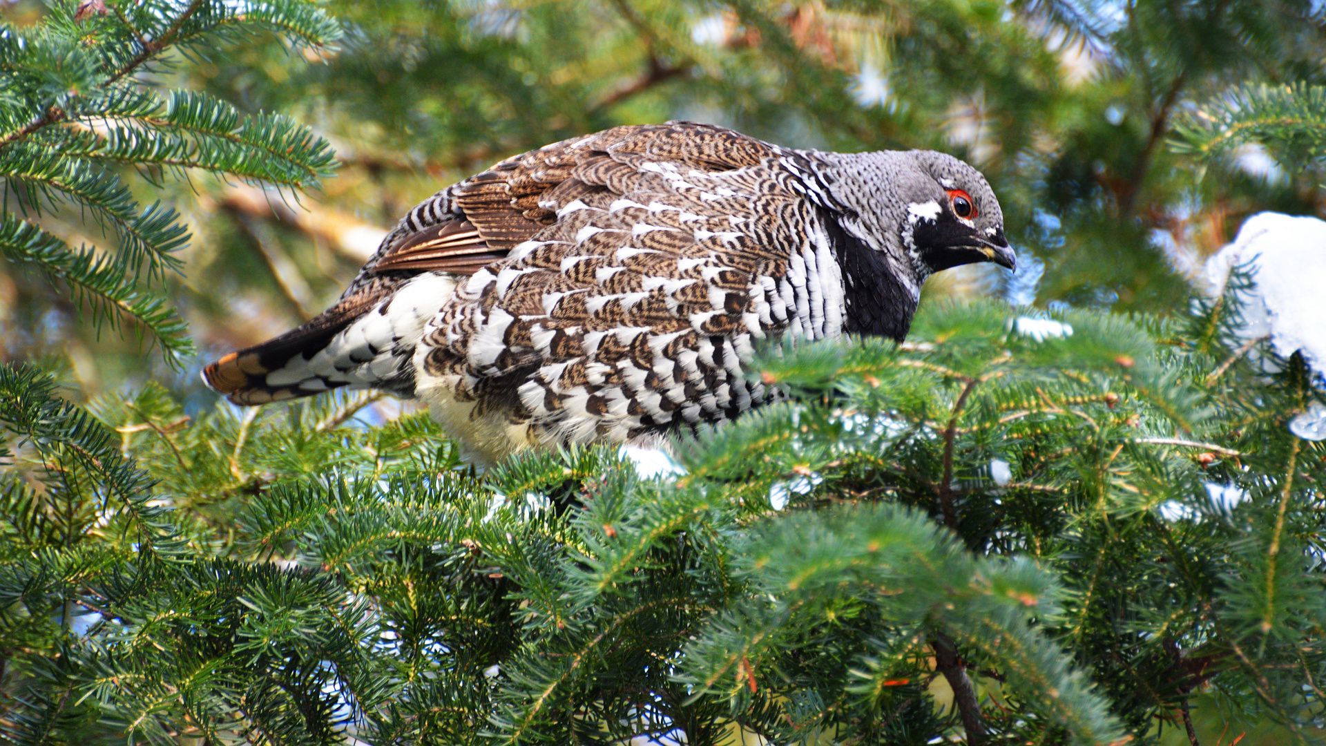 1920x1080 Suzanne Britton Nature Photography: Spruce Grouse