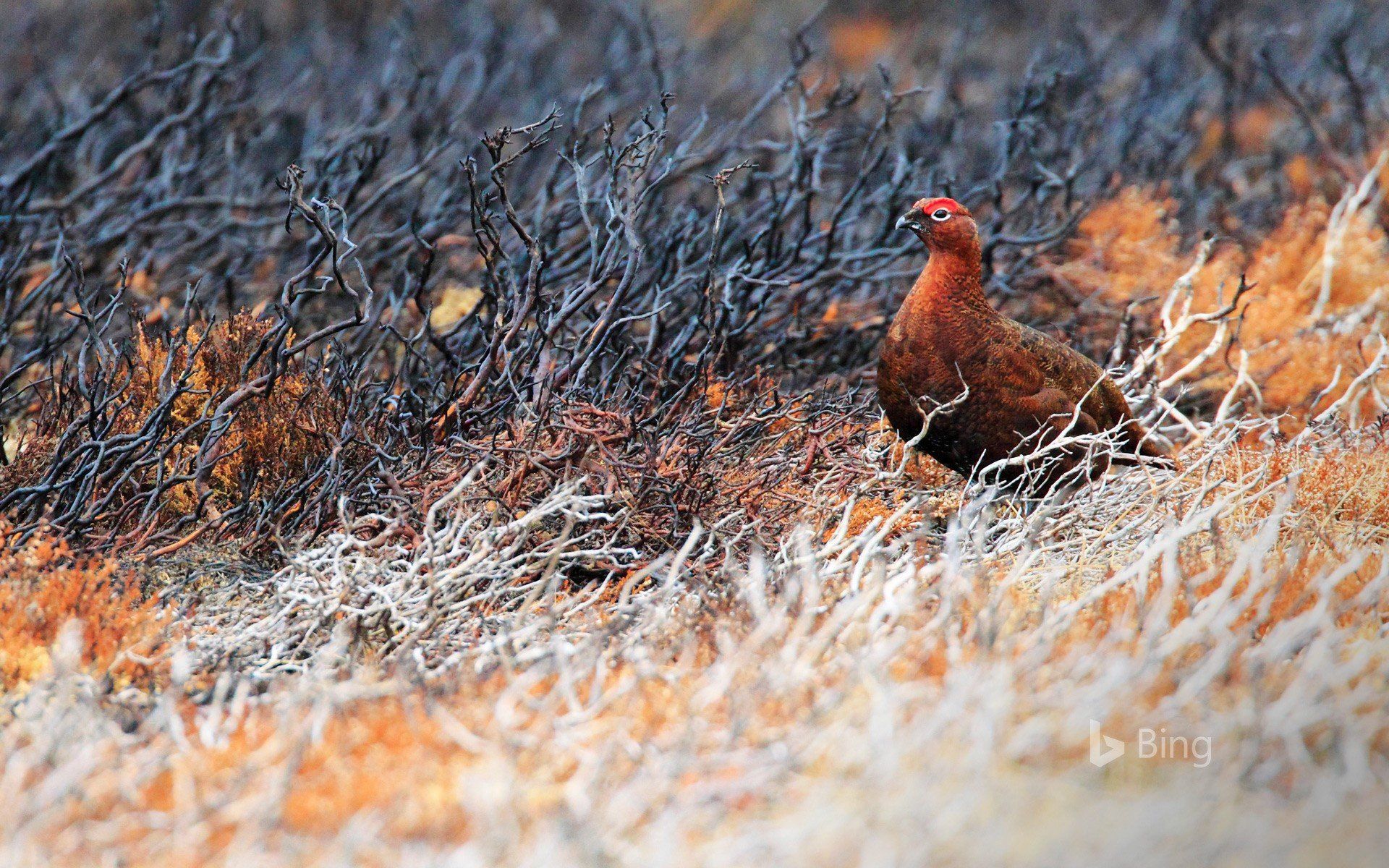 1920x1200 Grouse Wallpaper