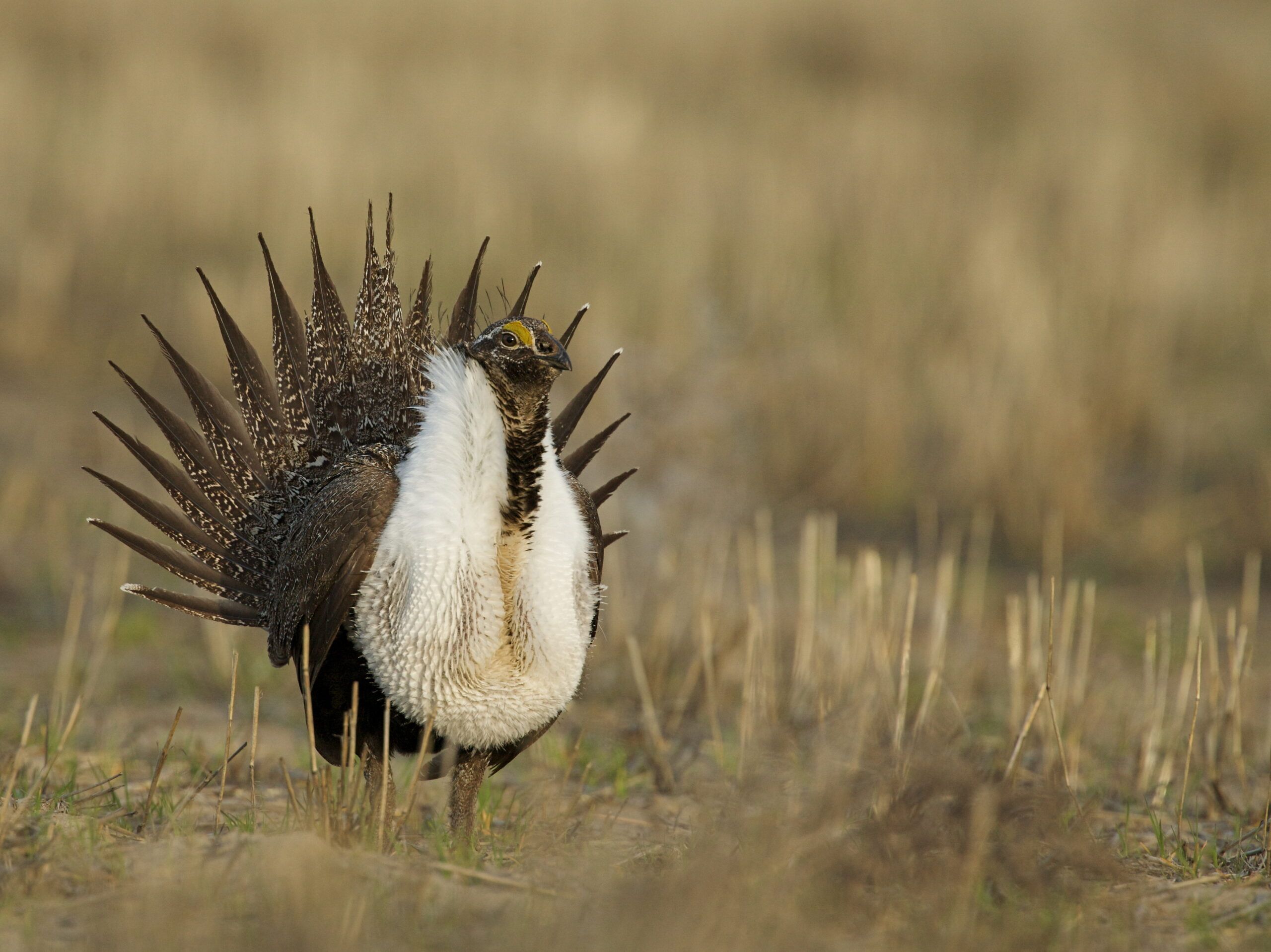 2560x1917 BC Compliance Watch: Bureau of Land Management to comply with greater sage- grouse ruling and Caldwell