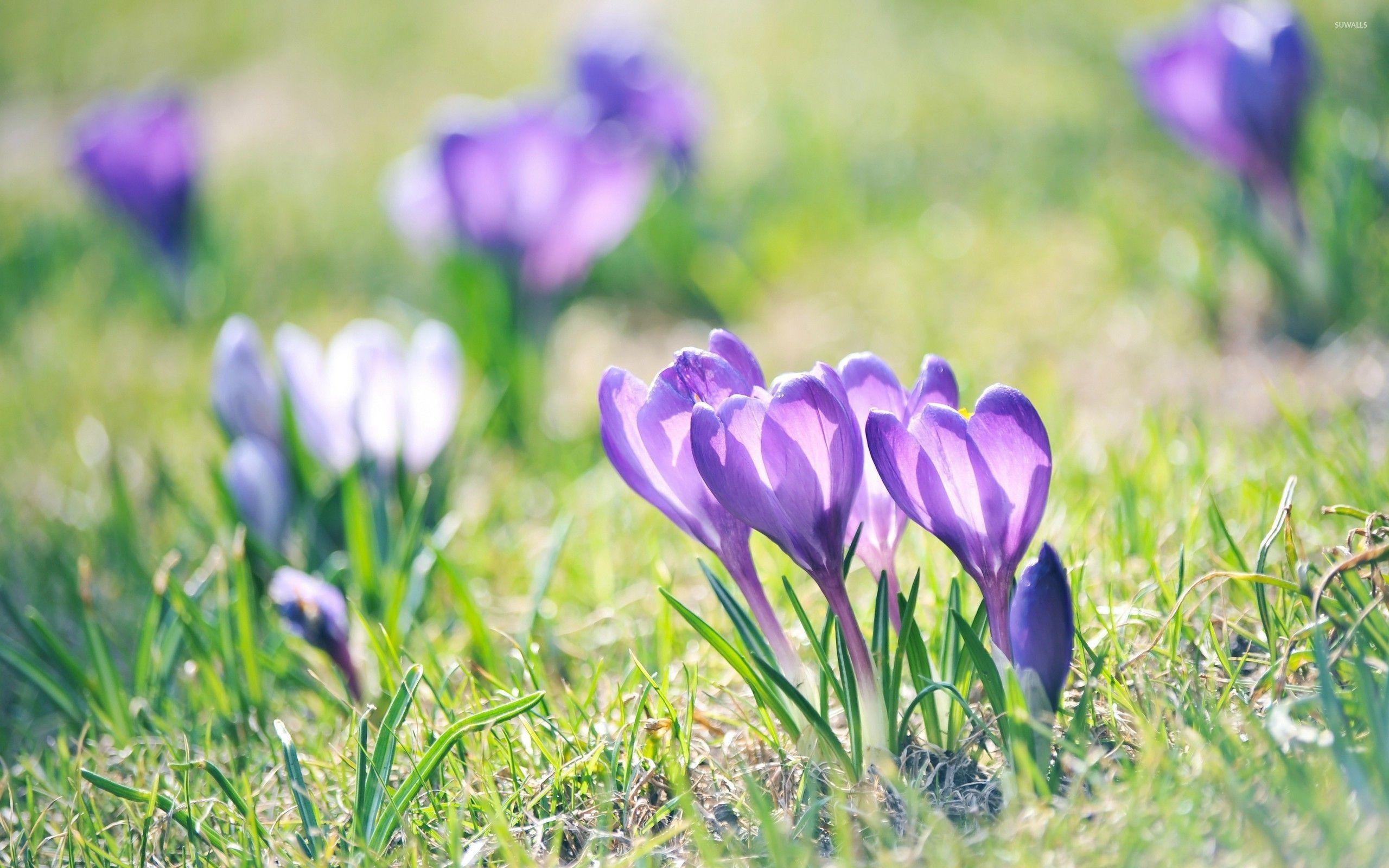 Crocus Wallpapers - Top Free Crocus Backgrounds - WallpaperAccess