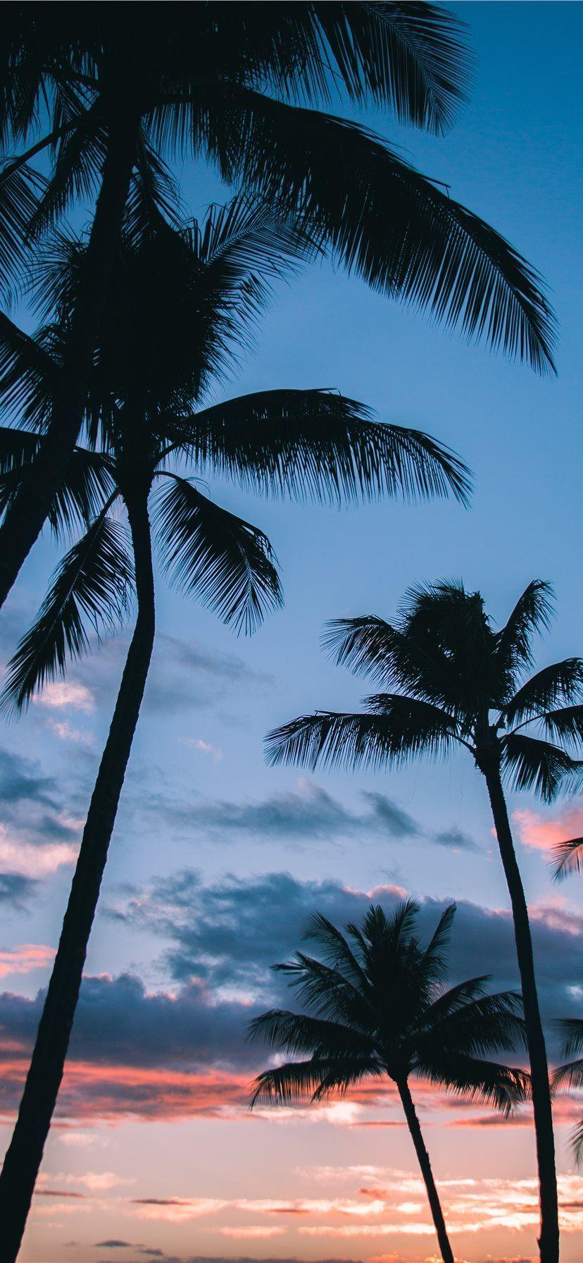 828x1792 iPhone 11 Pro HD Wallpaper. Tree wallpaper iphone, Palm