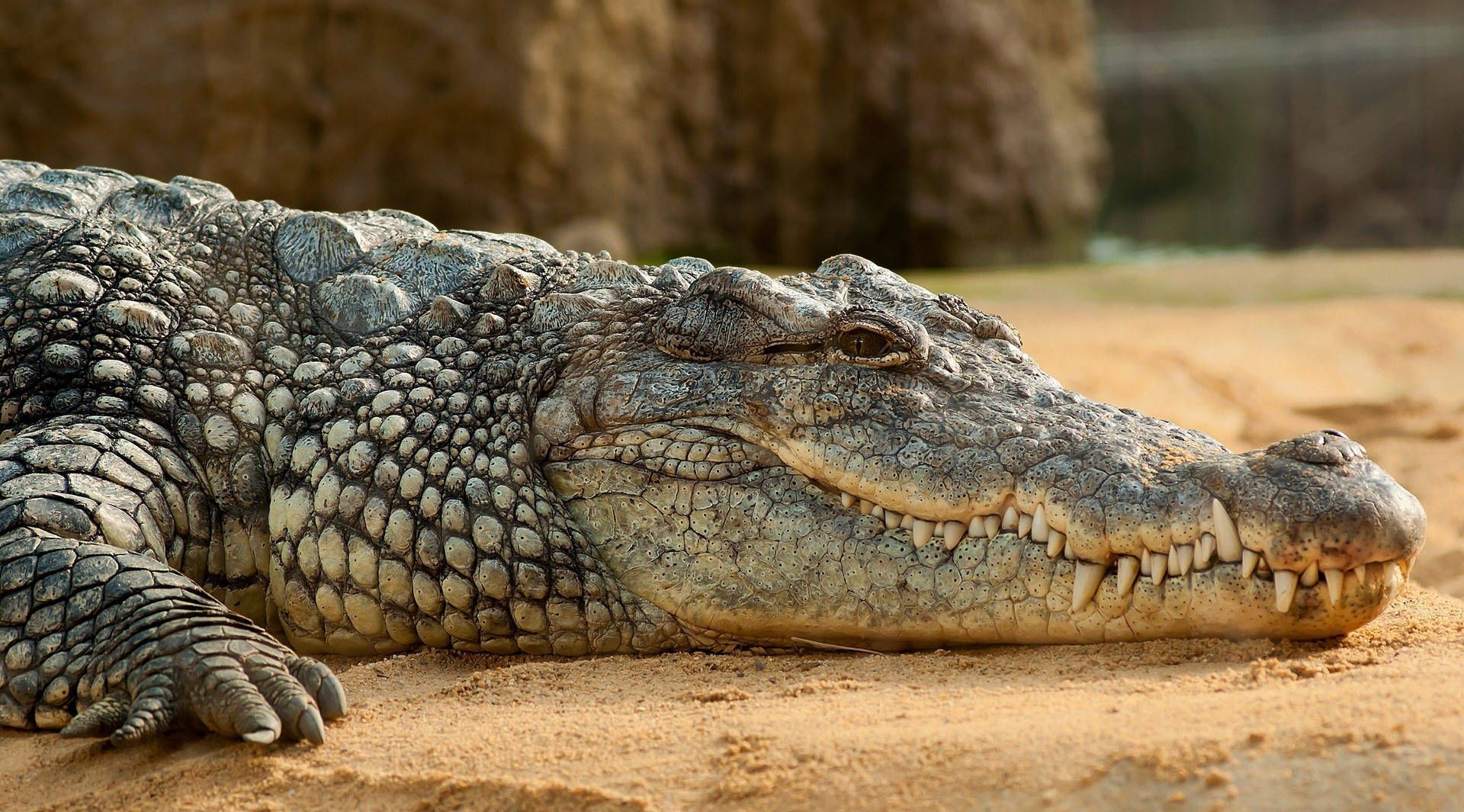 1920x1065 Caiman Wallpaper