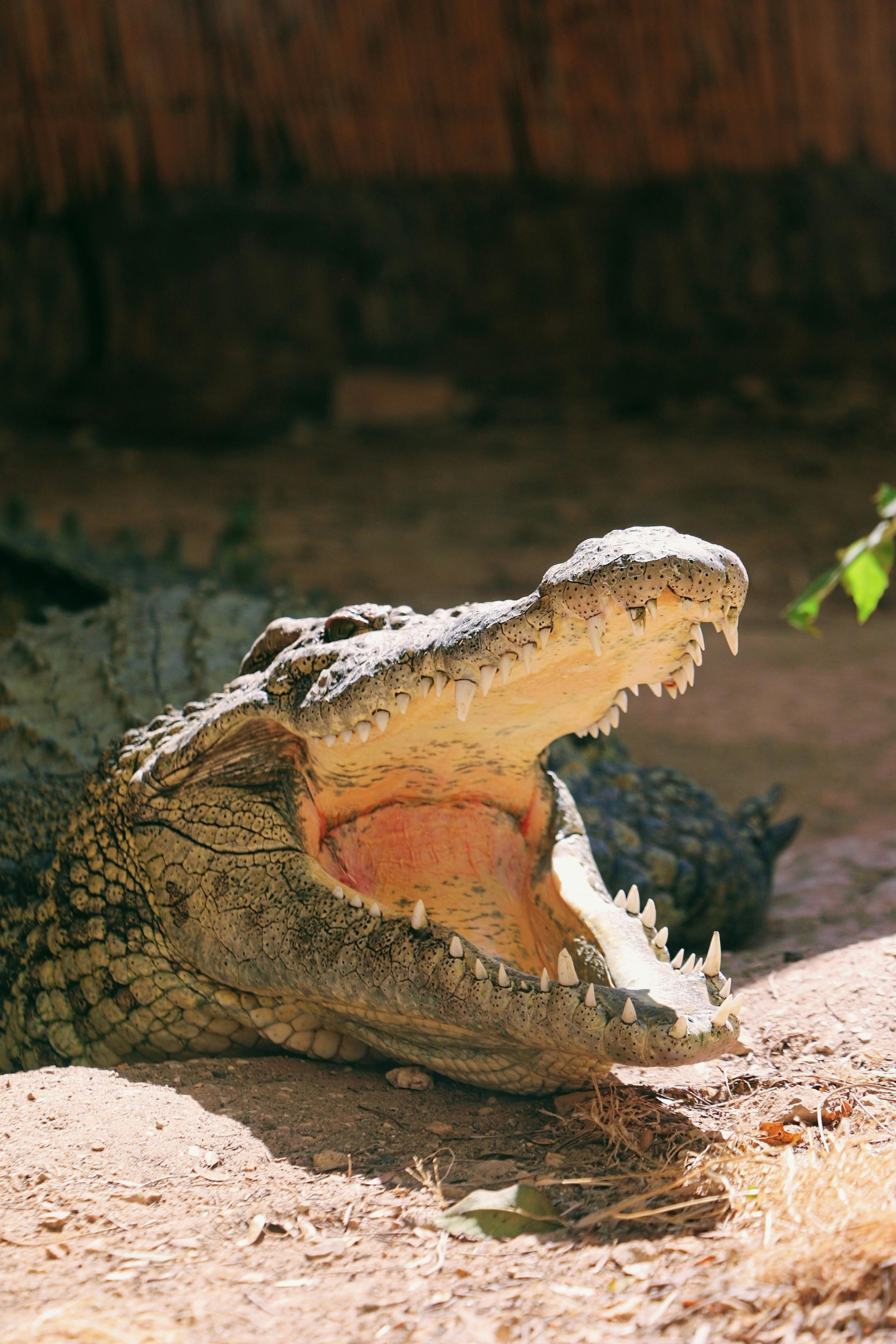 2795x4192 Crocodile Resting by the Water in Thailand · Free
