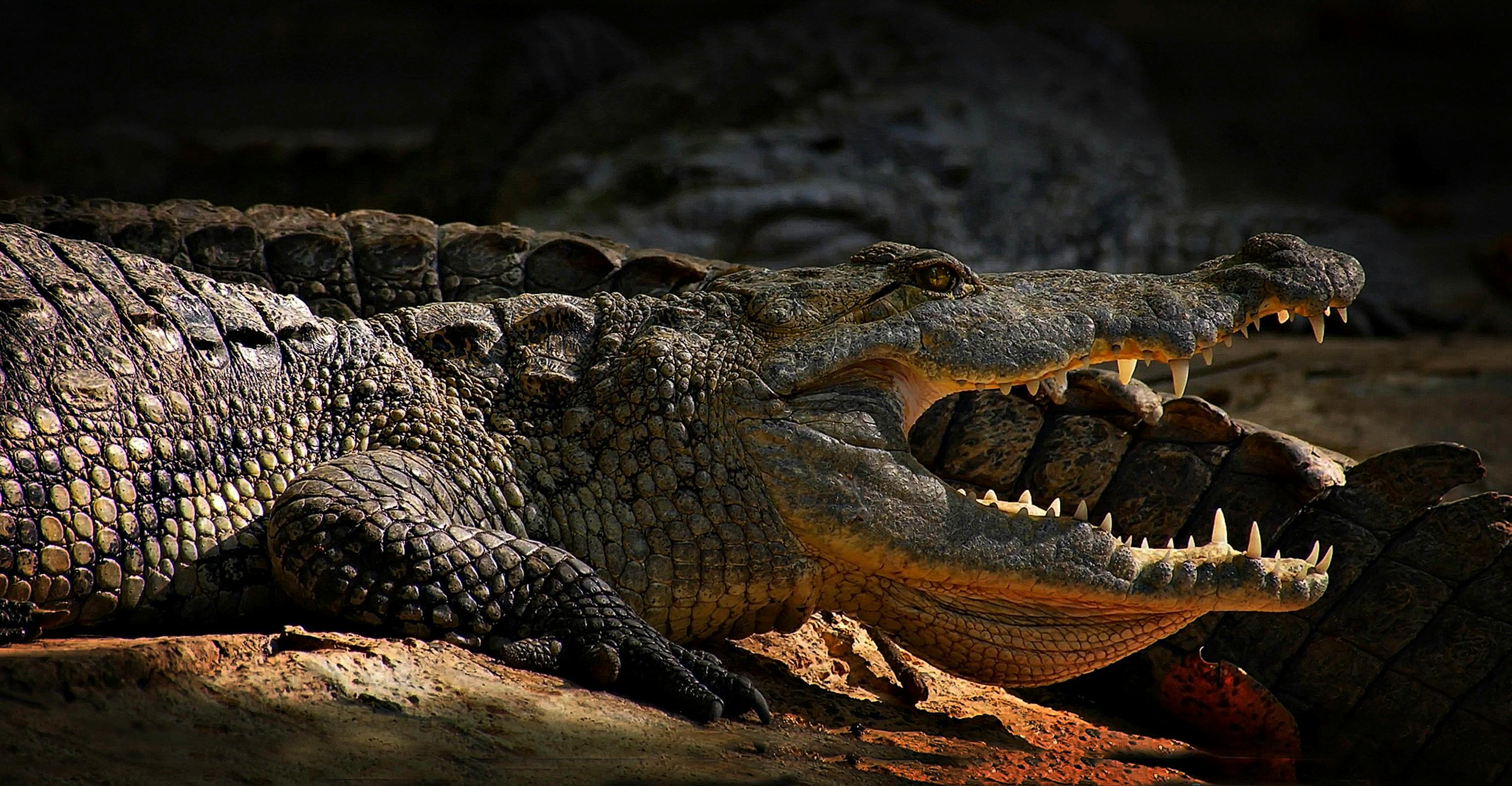 3000x1559 Crocodile Photo, Download The BEST Free Crocodile & HD Image