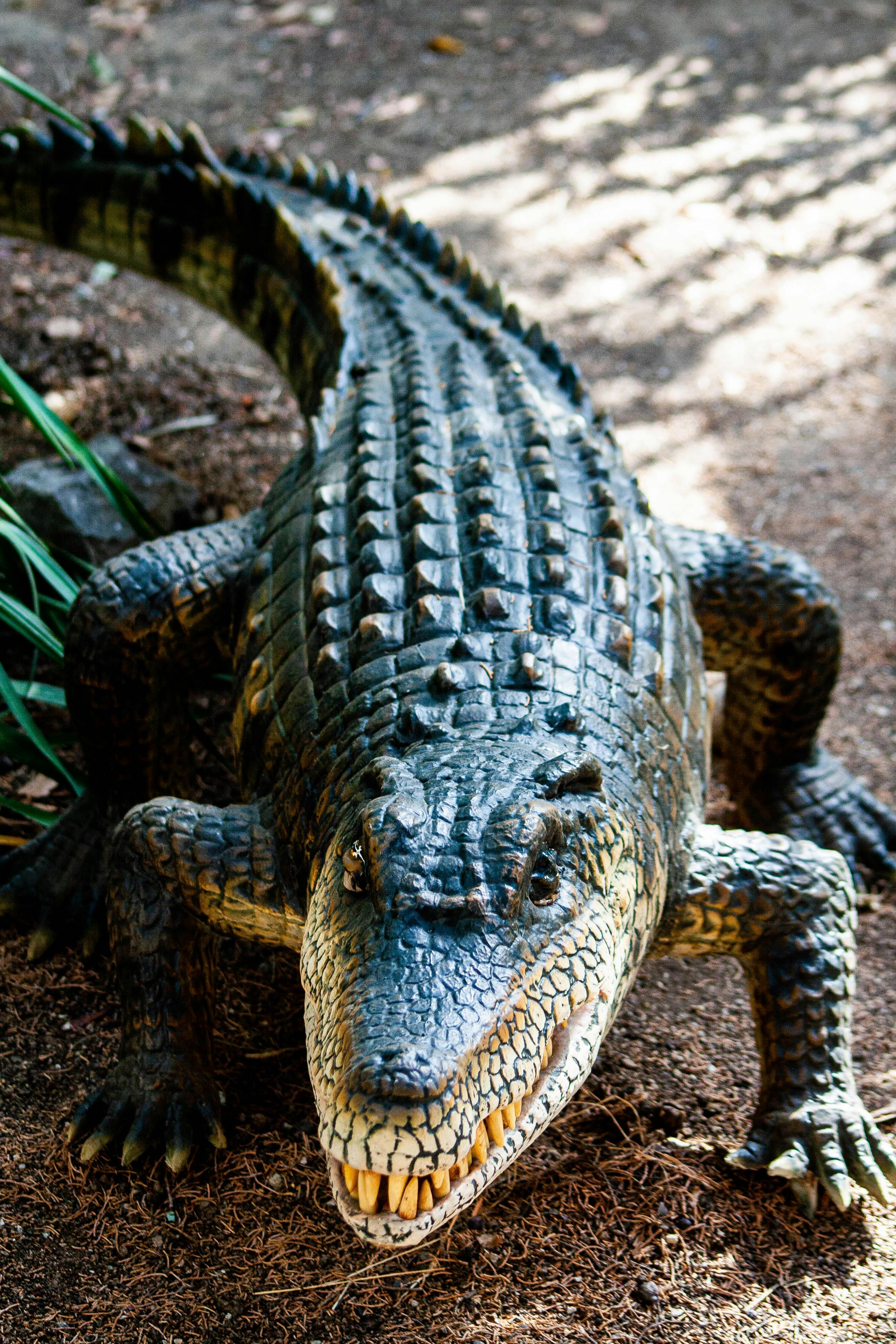 2592x3888 Close Up Of Crocodile In Natural Habitat · Free