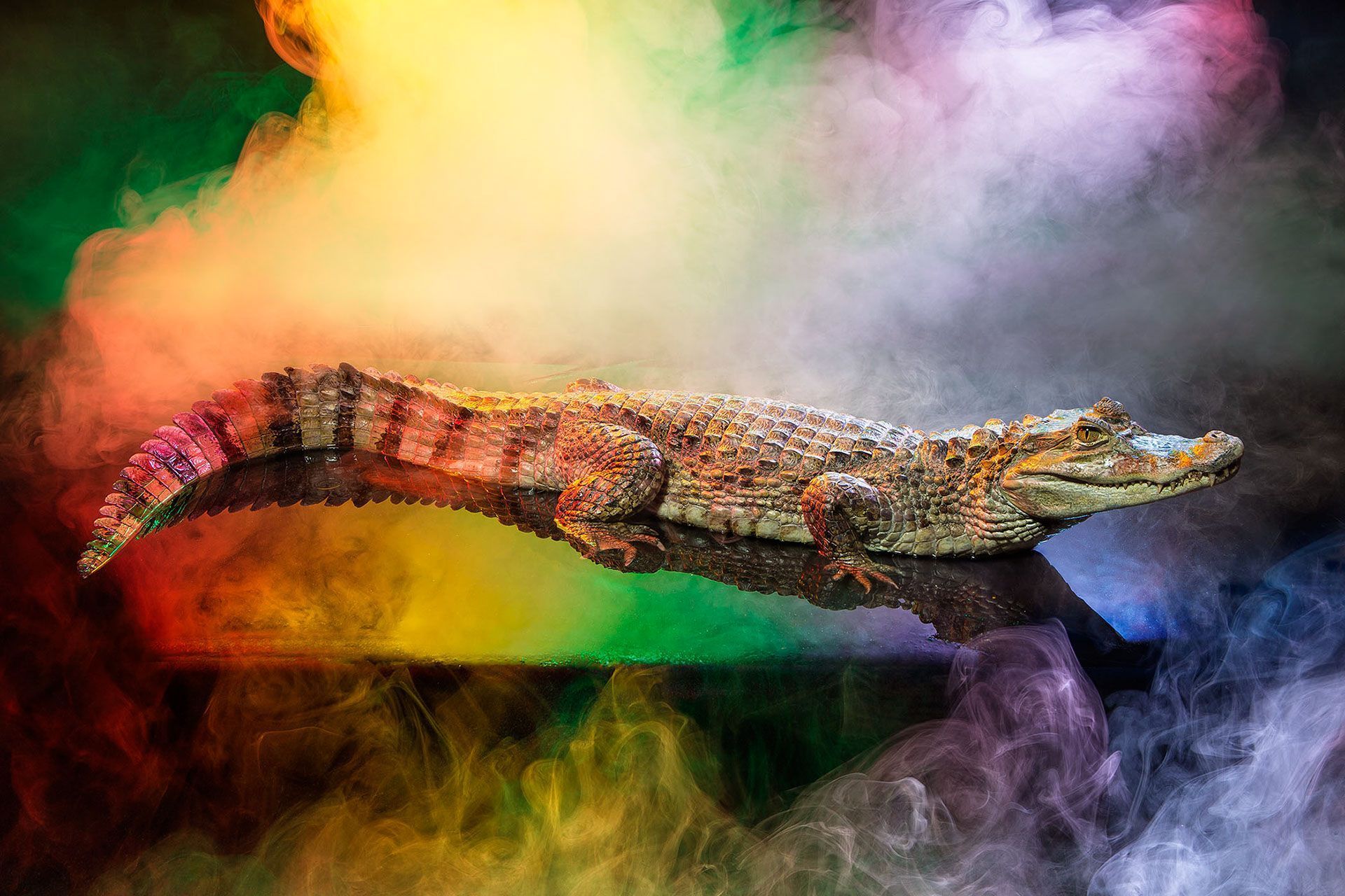 1920x1280 Animal Lectures Caiman crocodilus (3). Image - Behance