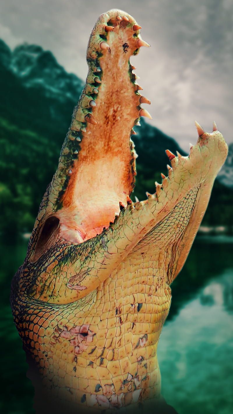 800x1422 Gator, alligator, cayman, crocodile, nature, pets, predator, HD phone wallpaper
