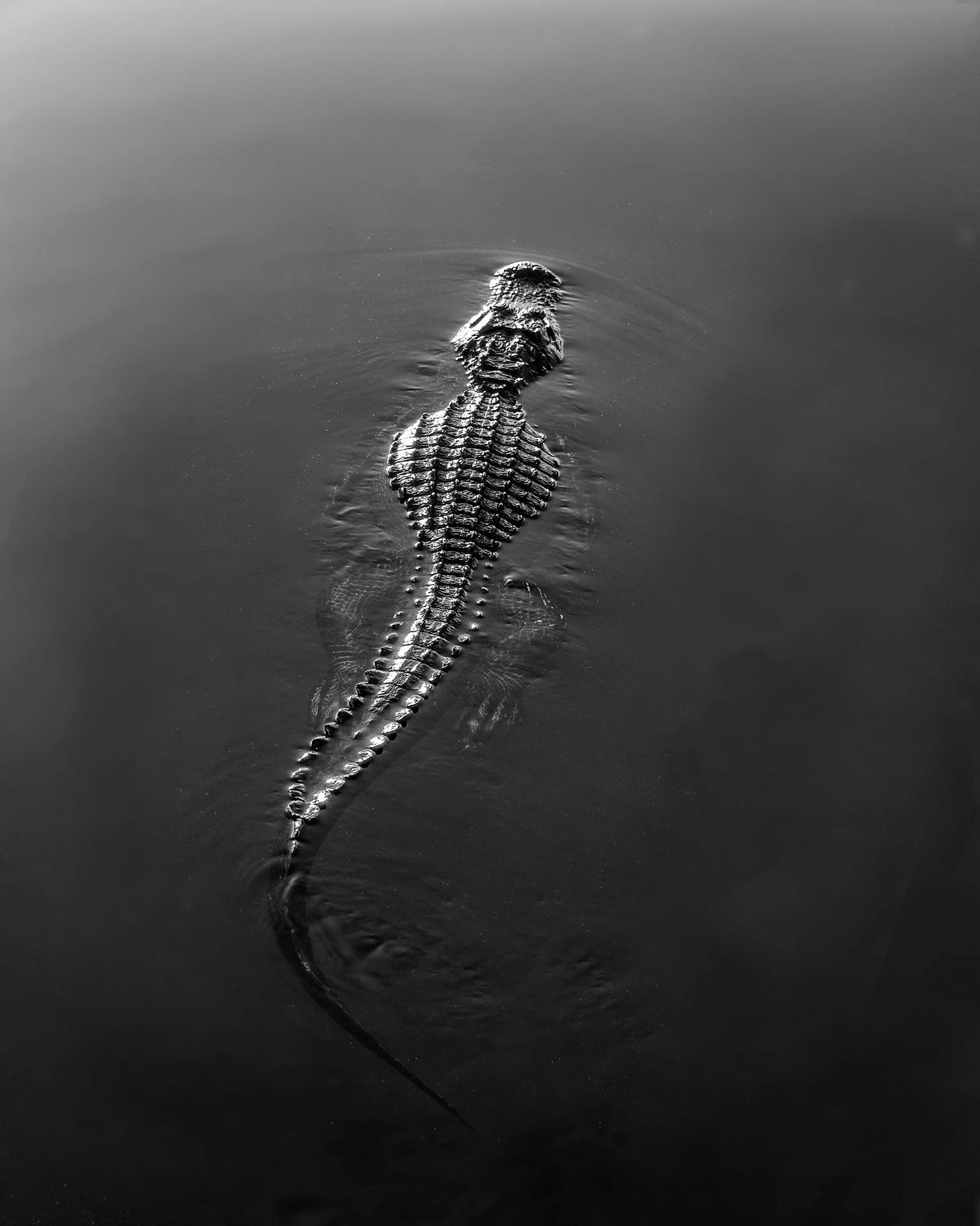 1536x1920 Download Caiman In Black And White Wallpaper