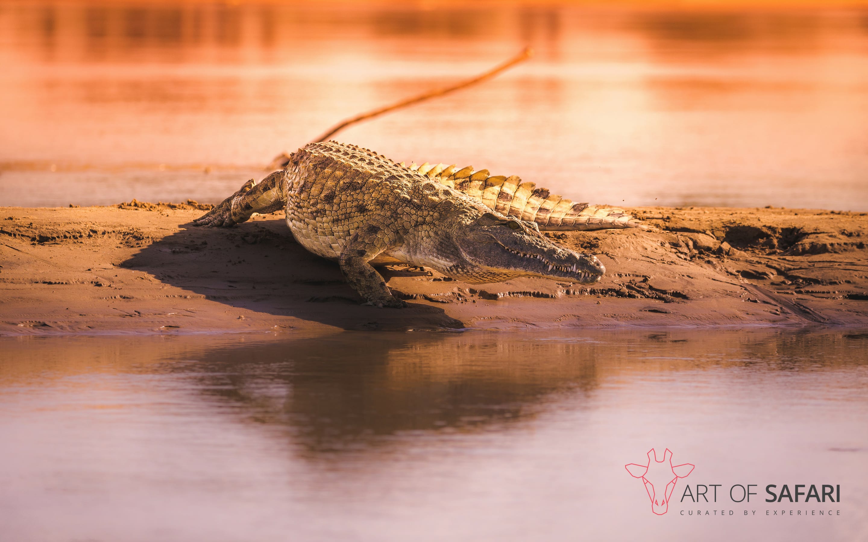 2880x1800 Wallpaper. A Nile Crocodile At The Water's Edge. Art Of Safari