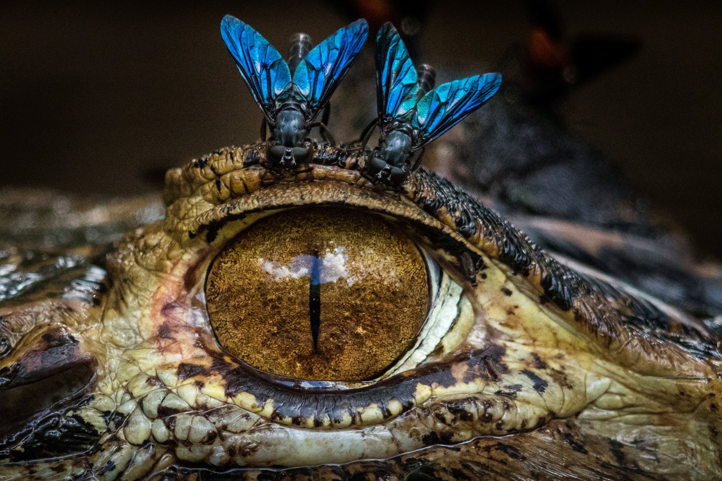 2400x1600 An Eye for a Fly