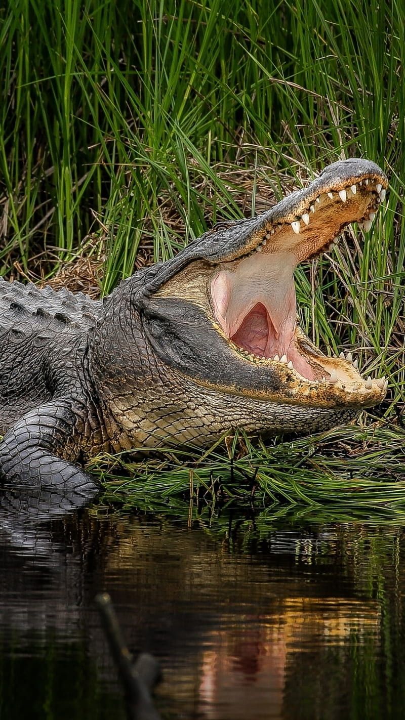 800x1423 Alligator, crocodile, alligators, reptiles, reptile, HD phone wallpaper
