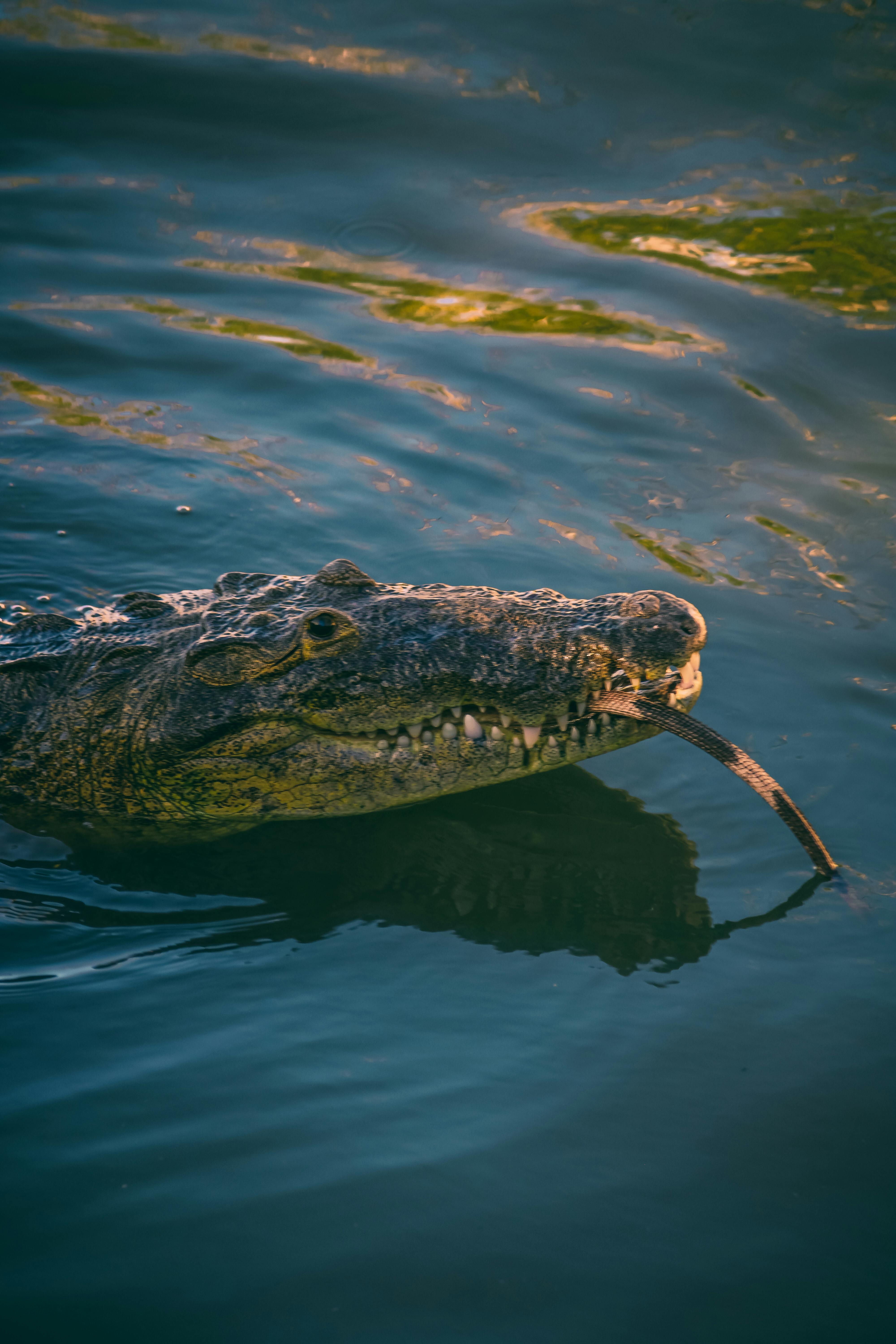 4000x6000 Saltwater Crocodile Photo, Download The BEST Free Saltwater Crocodile & HD Image