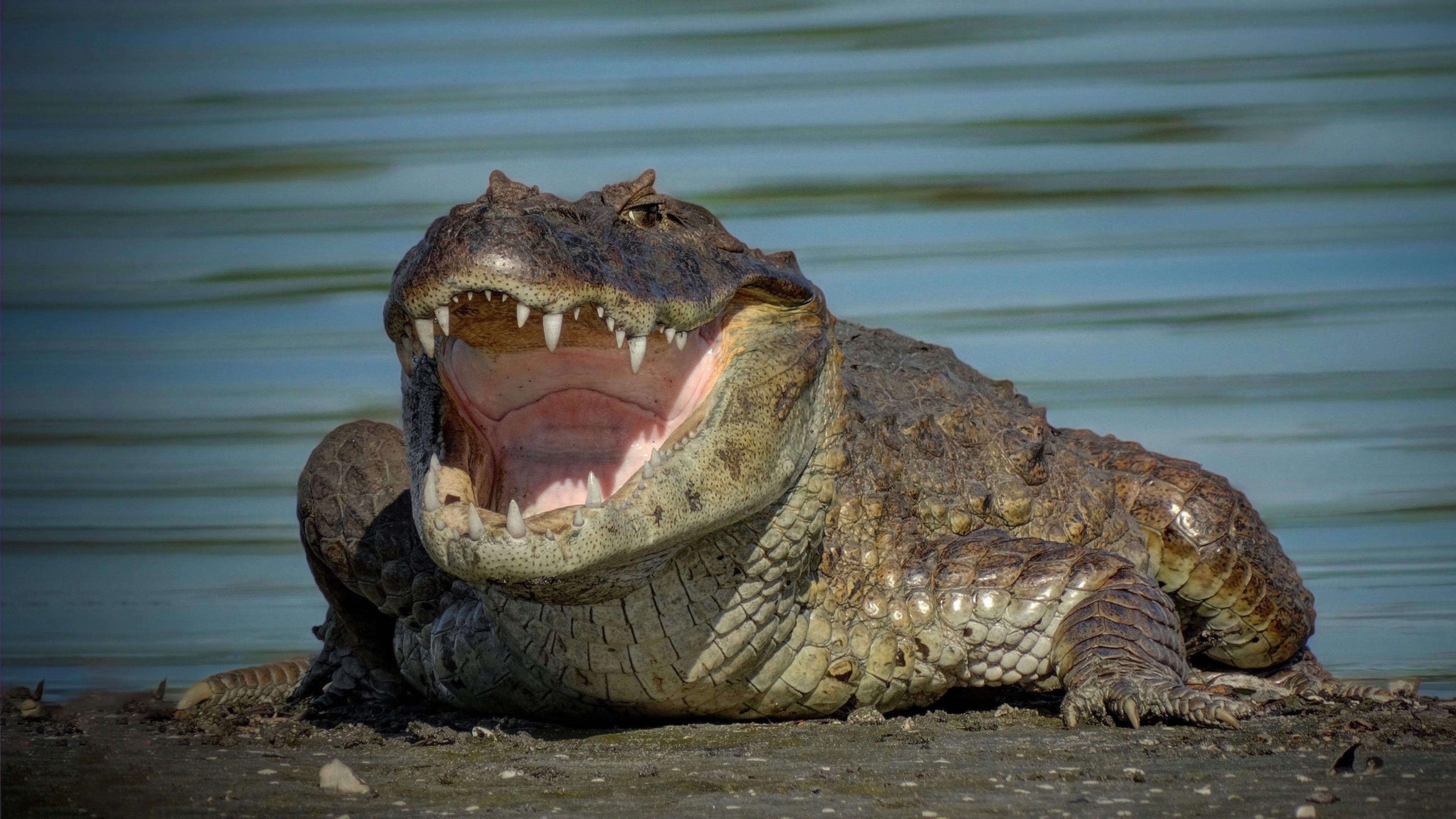 3840x2160 Crocodile Wallpaper