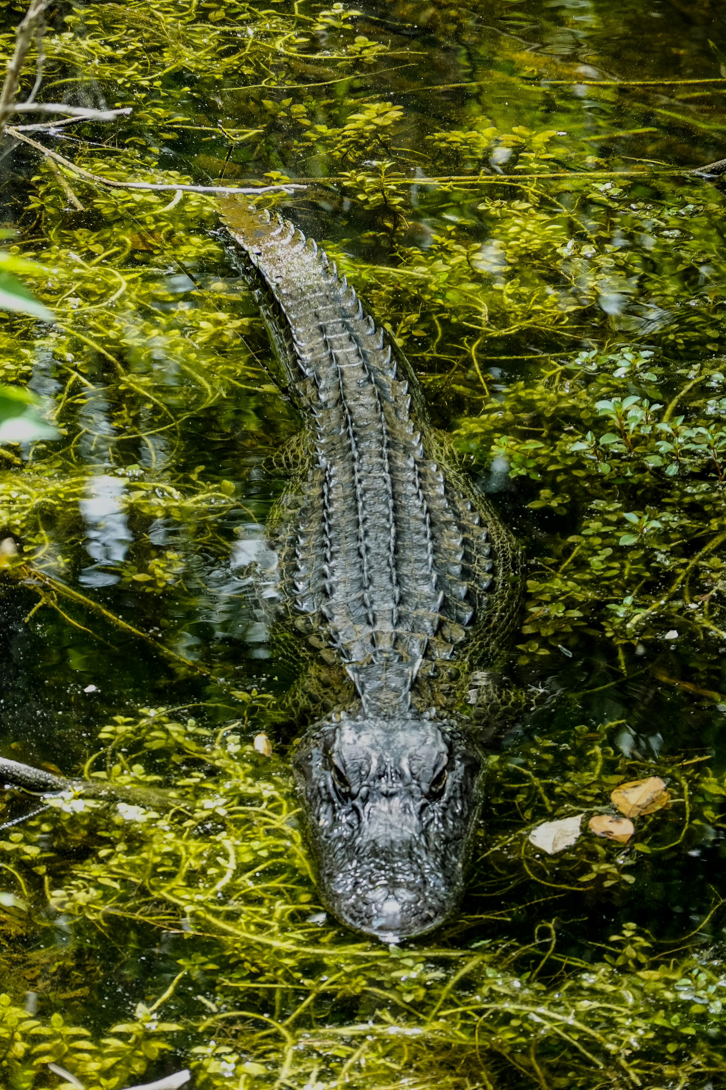 3072x4609 Crocodile on Swamp in Overhead View · Free