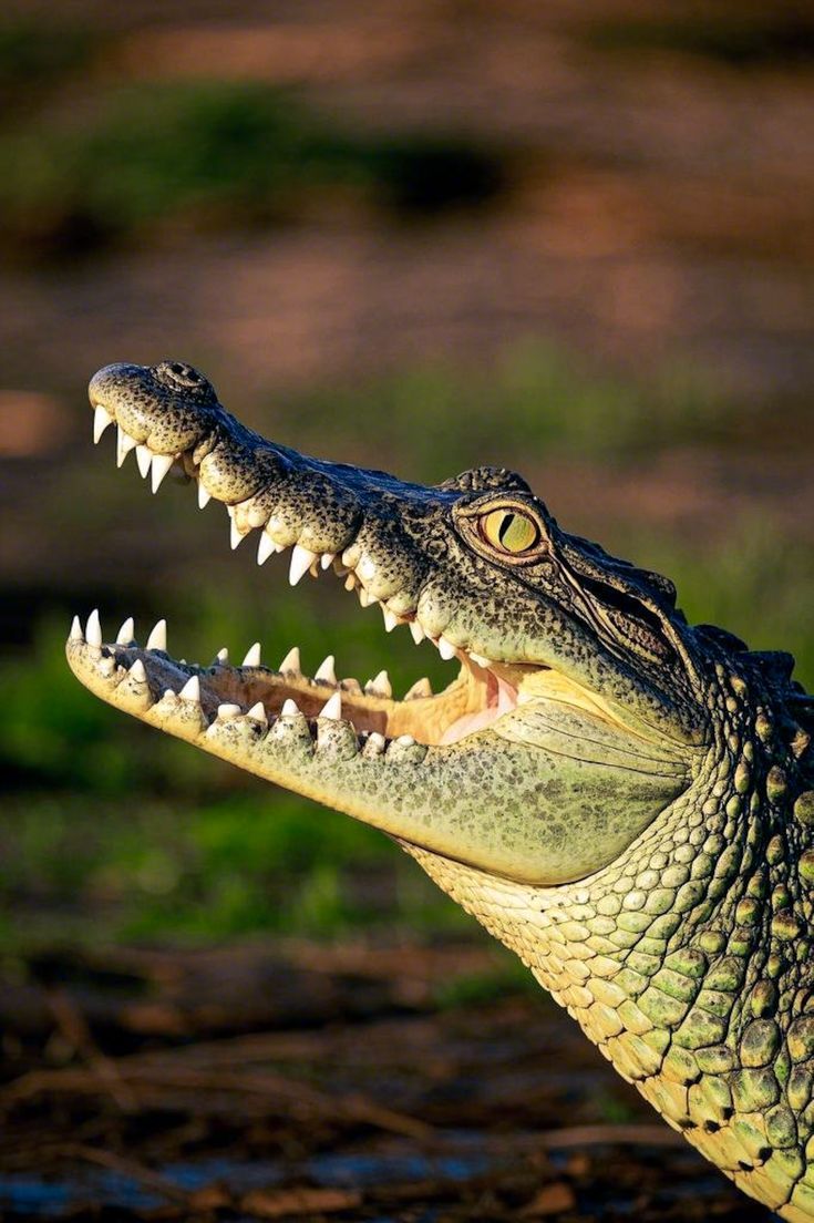 735x1104 Crocodile #Crocodile