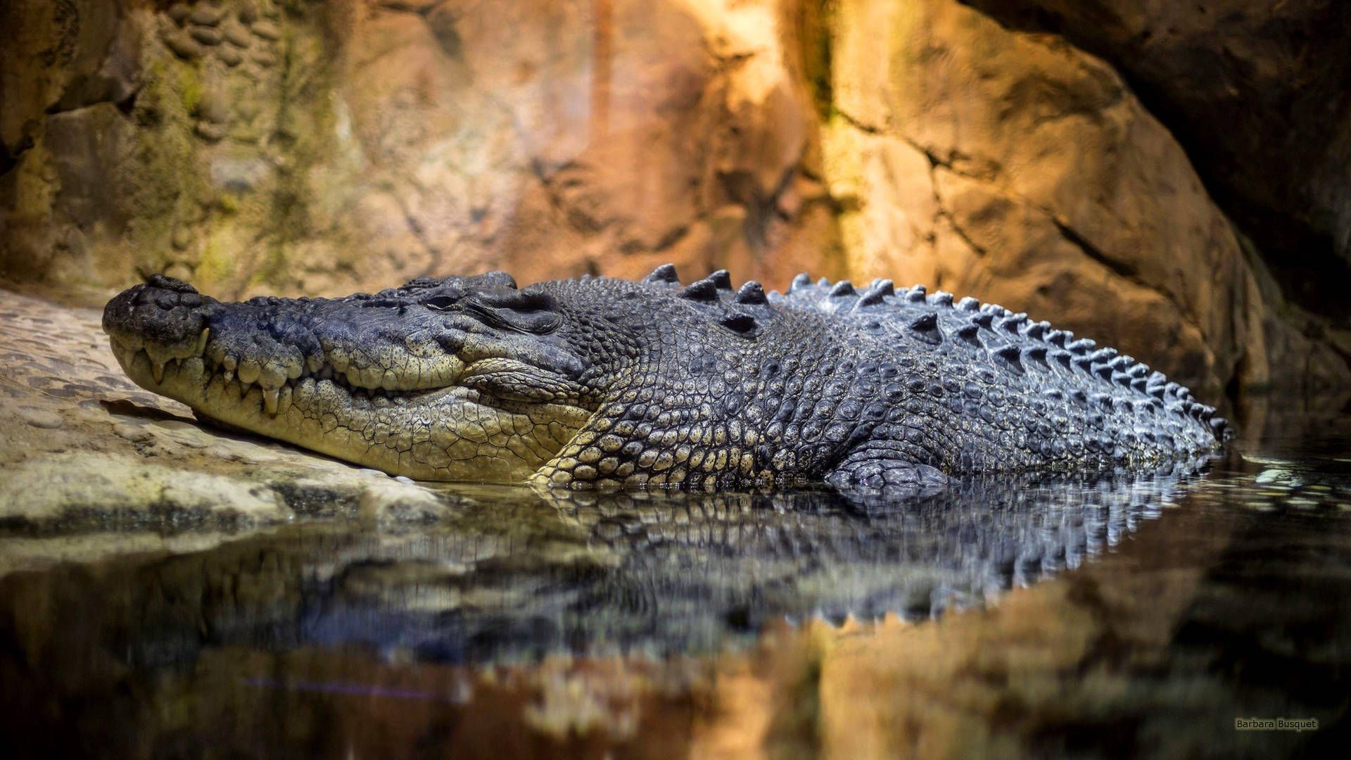 1920x1080 Alligator Wallpaper