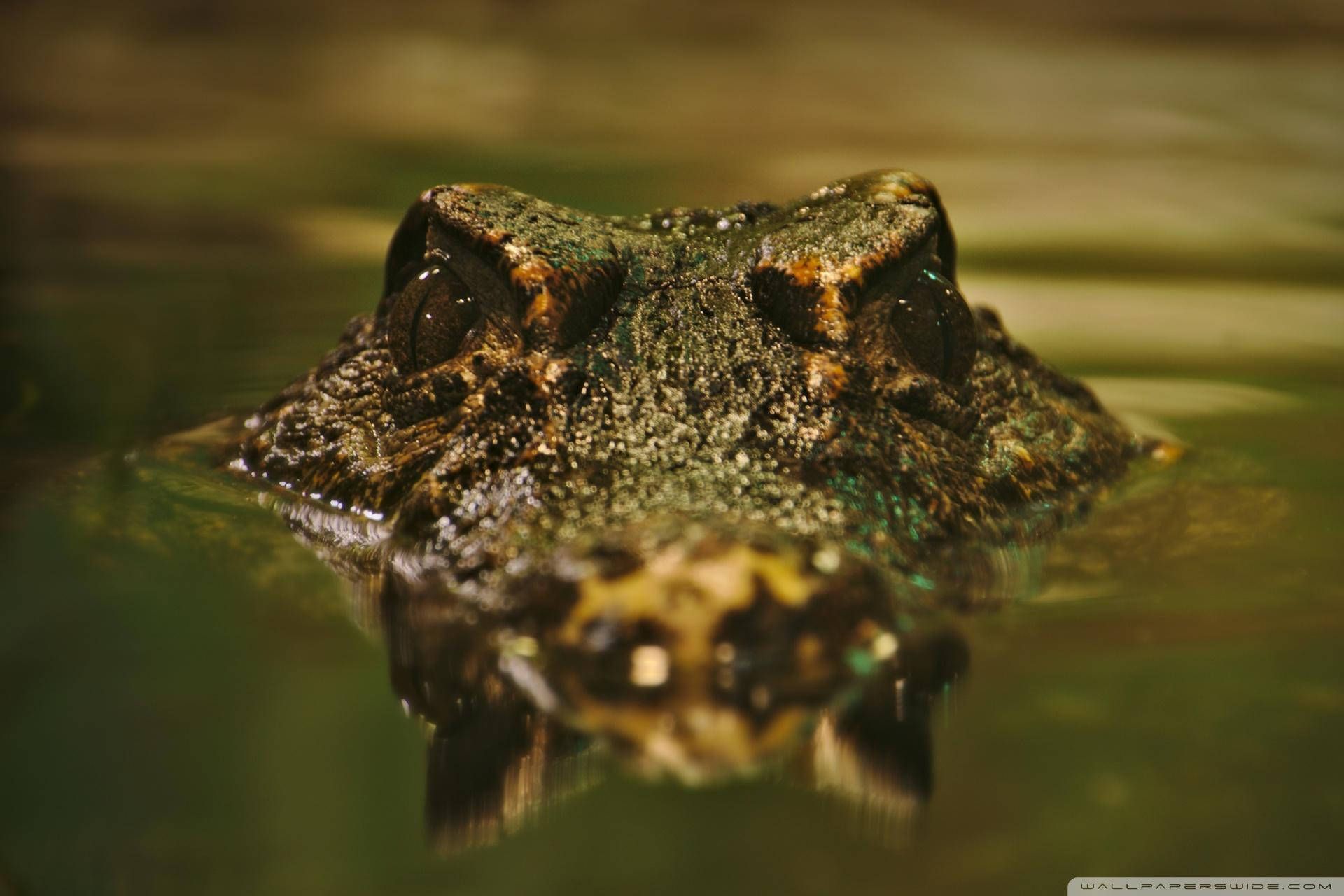 1920x1280 Download Caiman Alligator Wallpaper