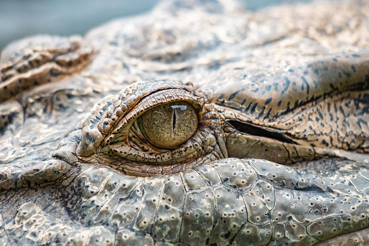 1280x853 Free Crocodile Wallpaper Vector & Crocodile Image