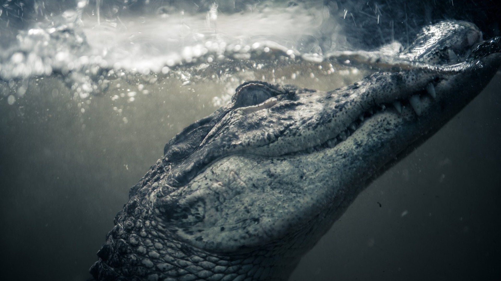 1920x1080 African Crocodile HD Desktop Wallpaper 42543