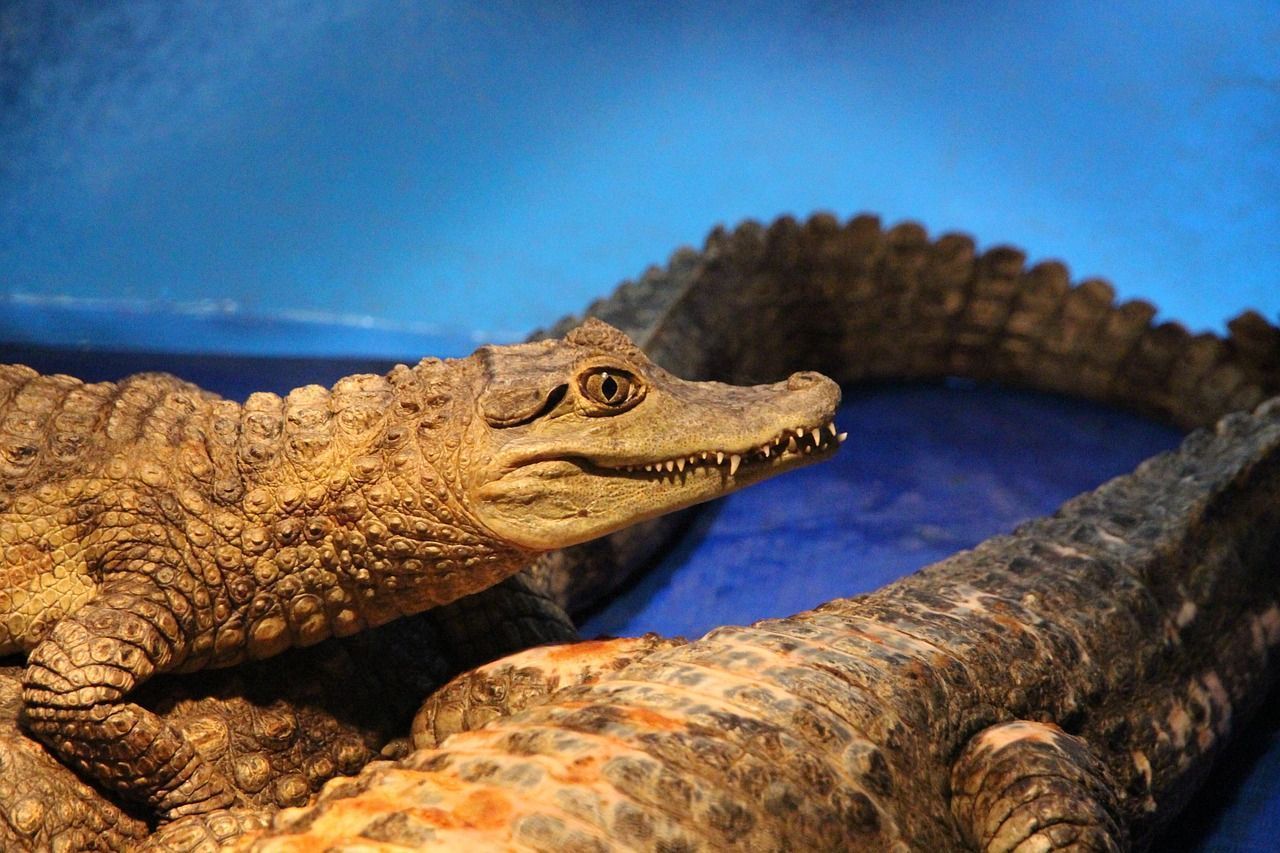 1280x853 Free Caiman Crocodilus & Caiman Image
