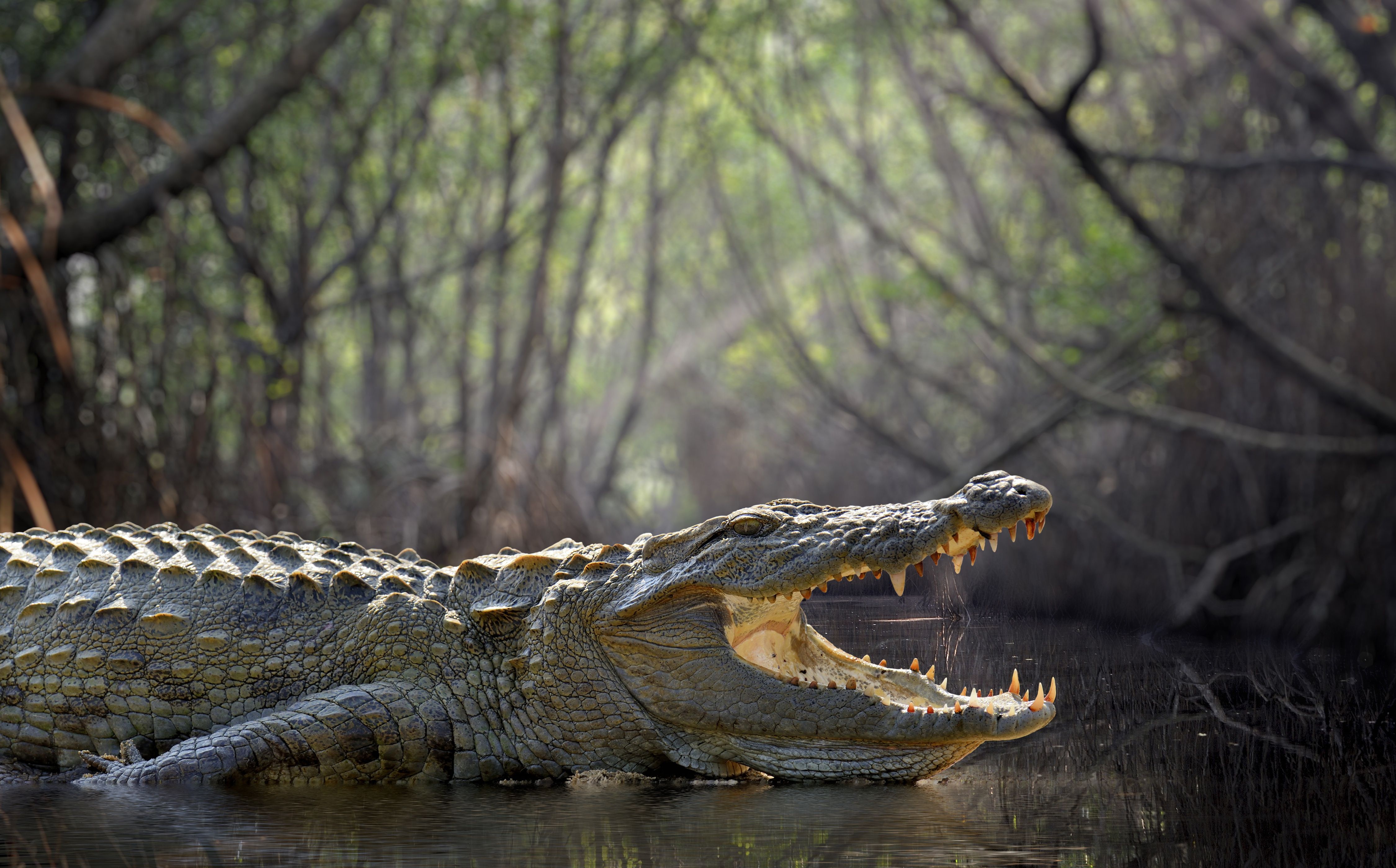 4500x2800 Phone wallpaper: Crocodile, Animal, Depth Of Field, Reptiles 431816