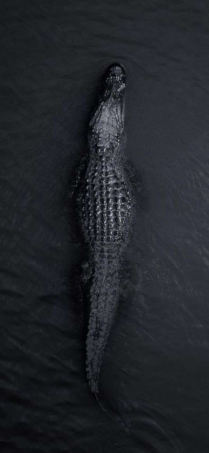 720x1560 Alligator