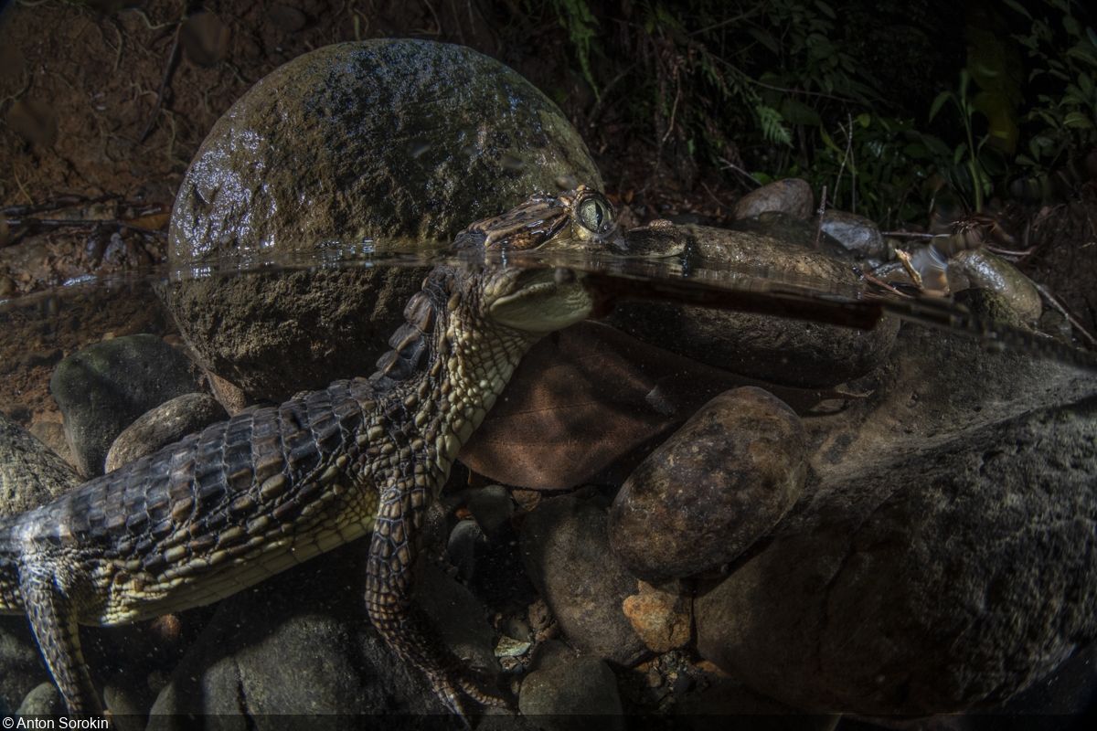 1200x800 Behind the Shot: Costa Rican Caiman