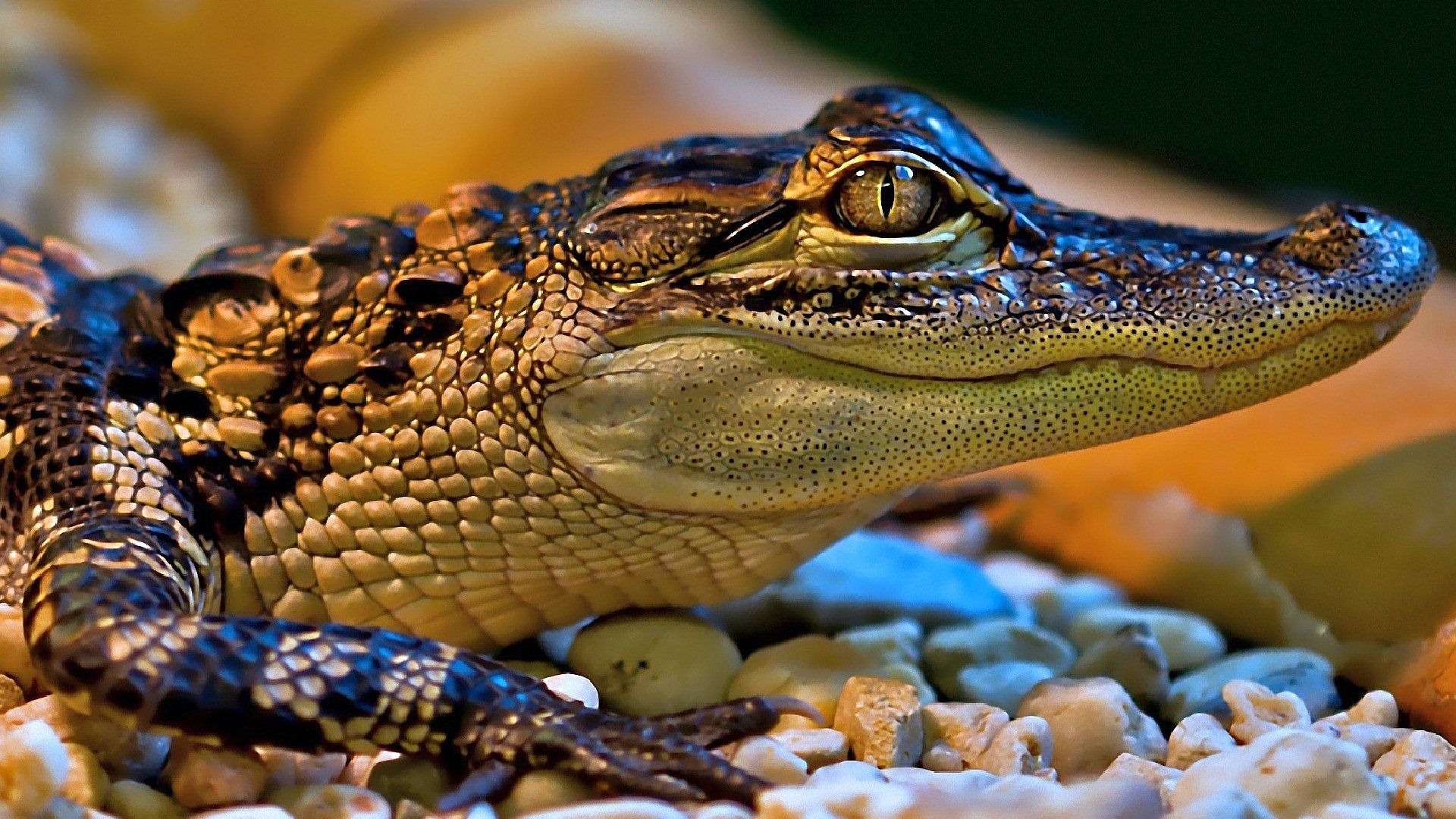 1920x1080 Baby Crocodile Wallpaper