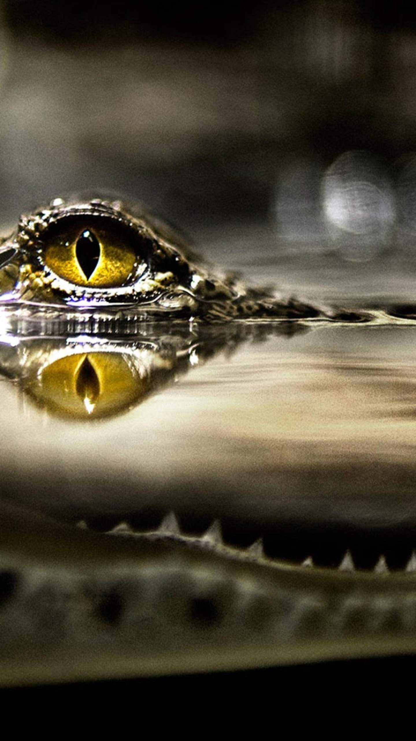 1440x2560 Cool water crocodile. wallpaper.sc SmartPhone