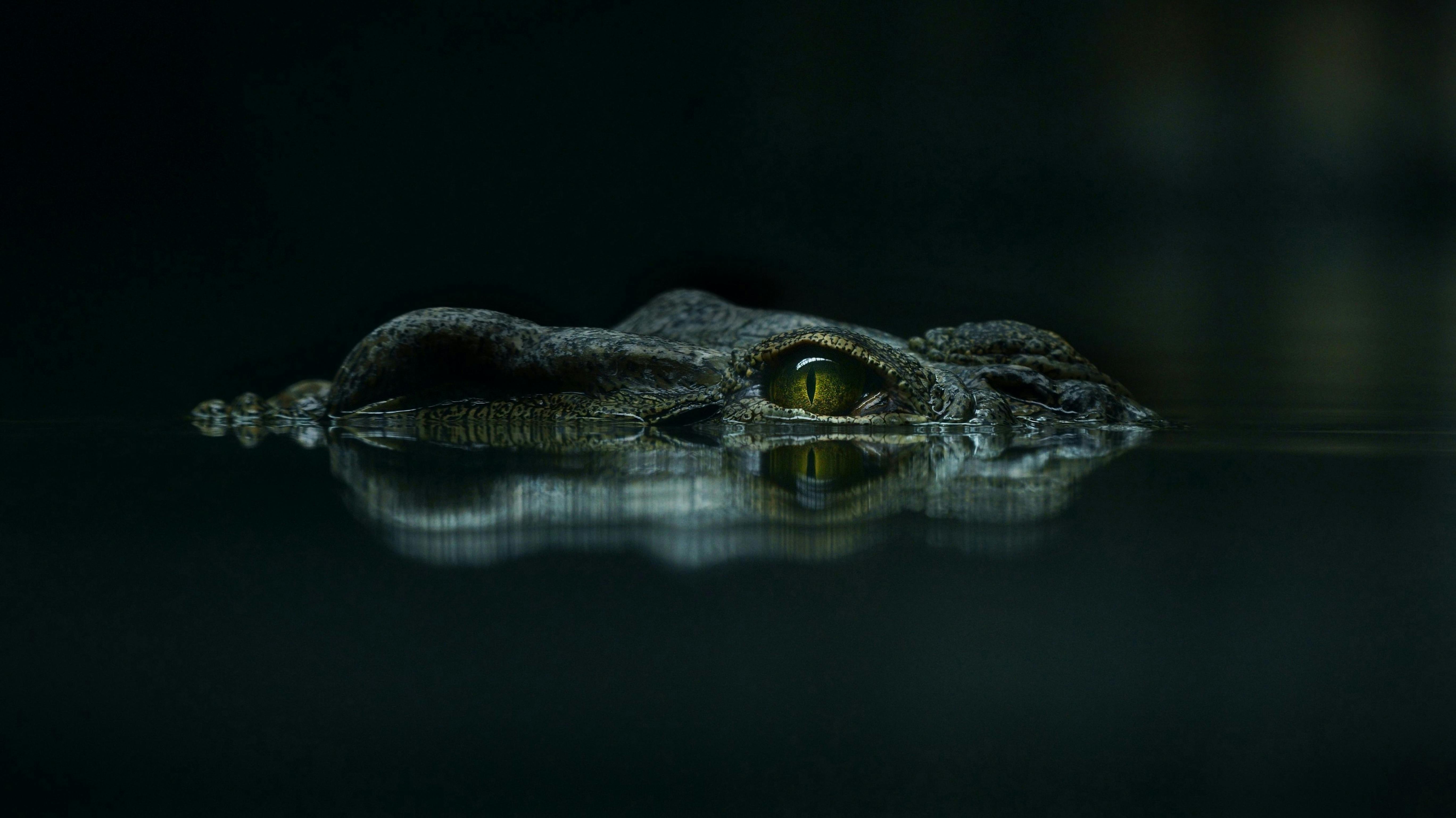 5472x3077 Crocodile looking out from calm water · Free