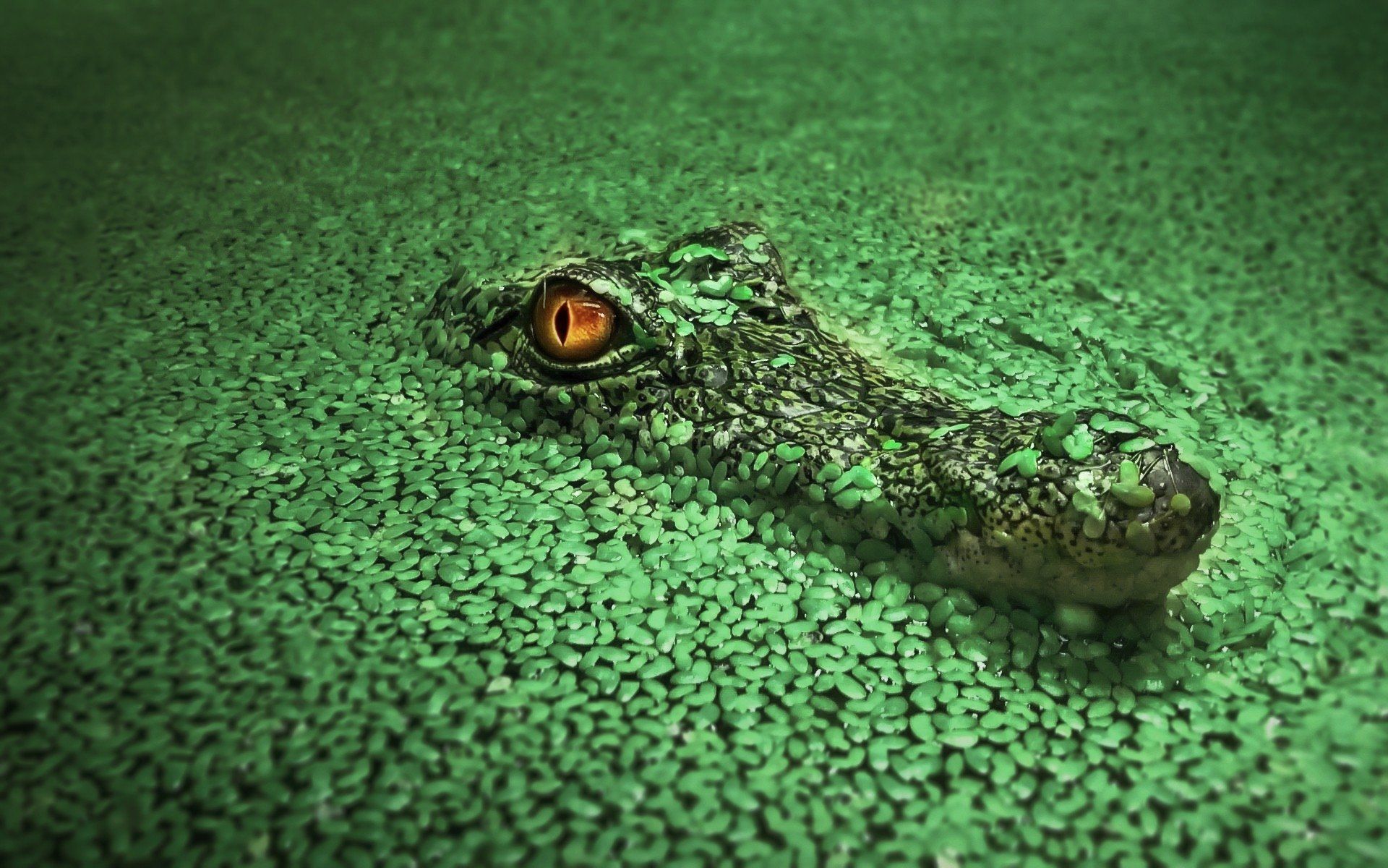 1920x1200 HD Wallpaper of a Stealthy Crocodile in Tranquil Waters