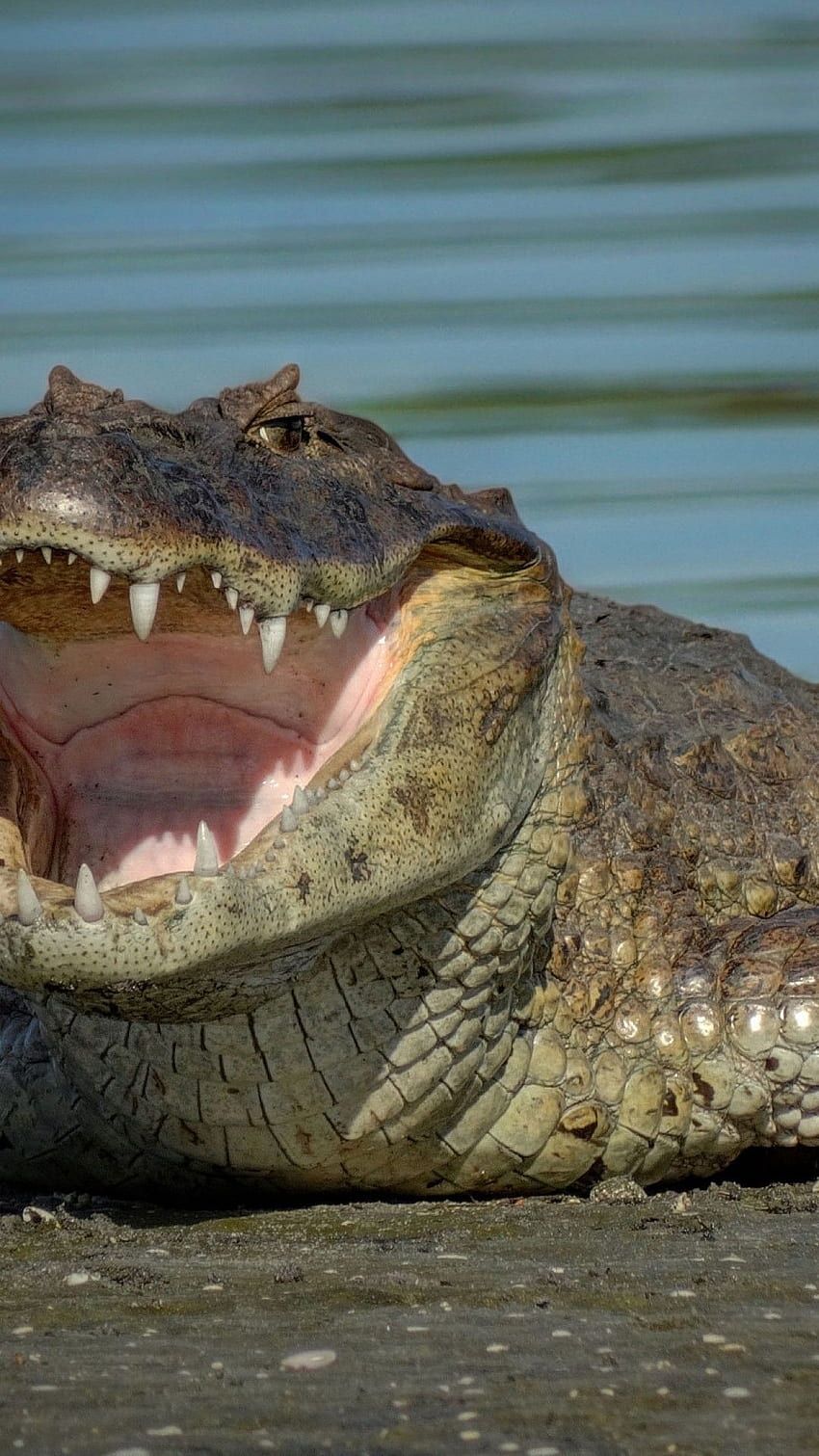 850x1511 Crocodile, Sharp Teeth, Water, Wide Open Mouth, Alligator HD phone wallpaper