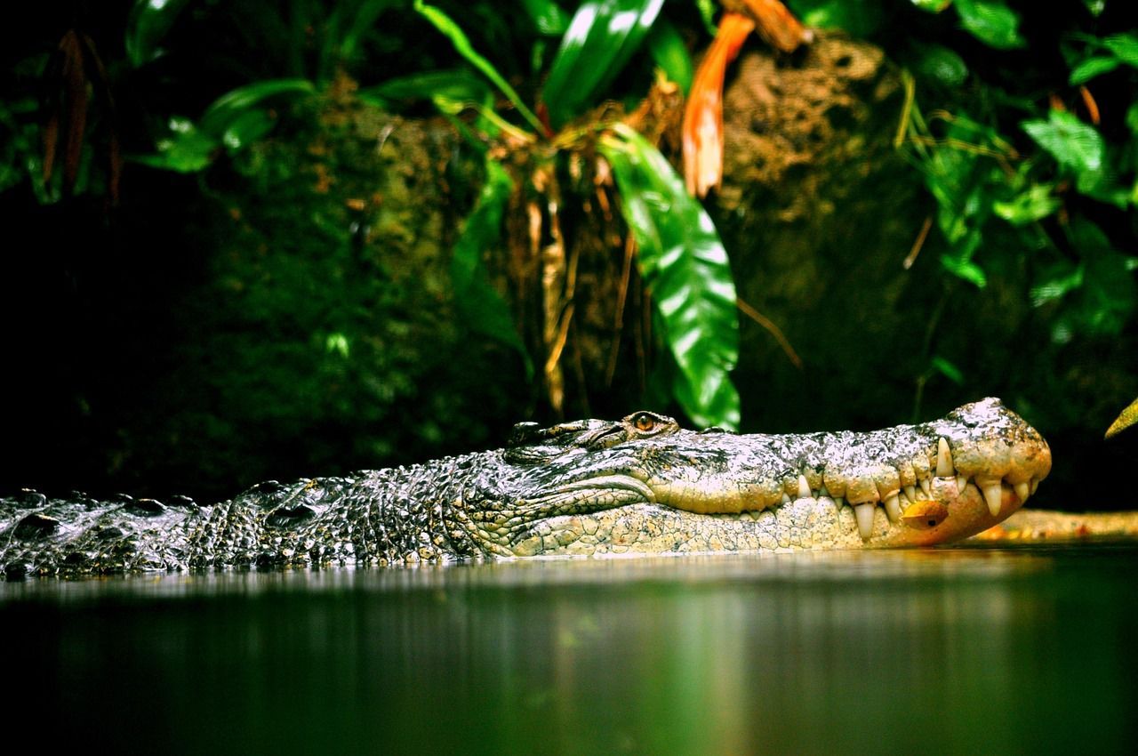 1280x850 Crocodile Reptile Croc