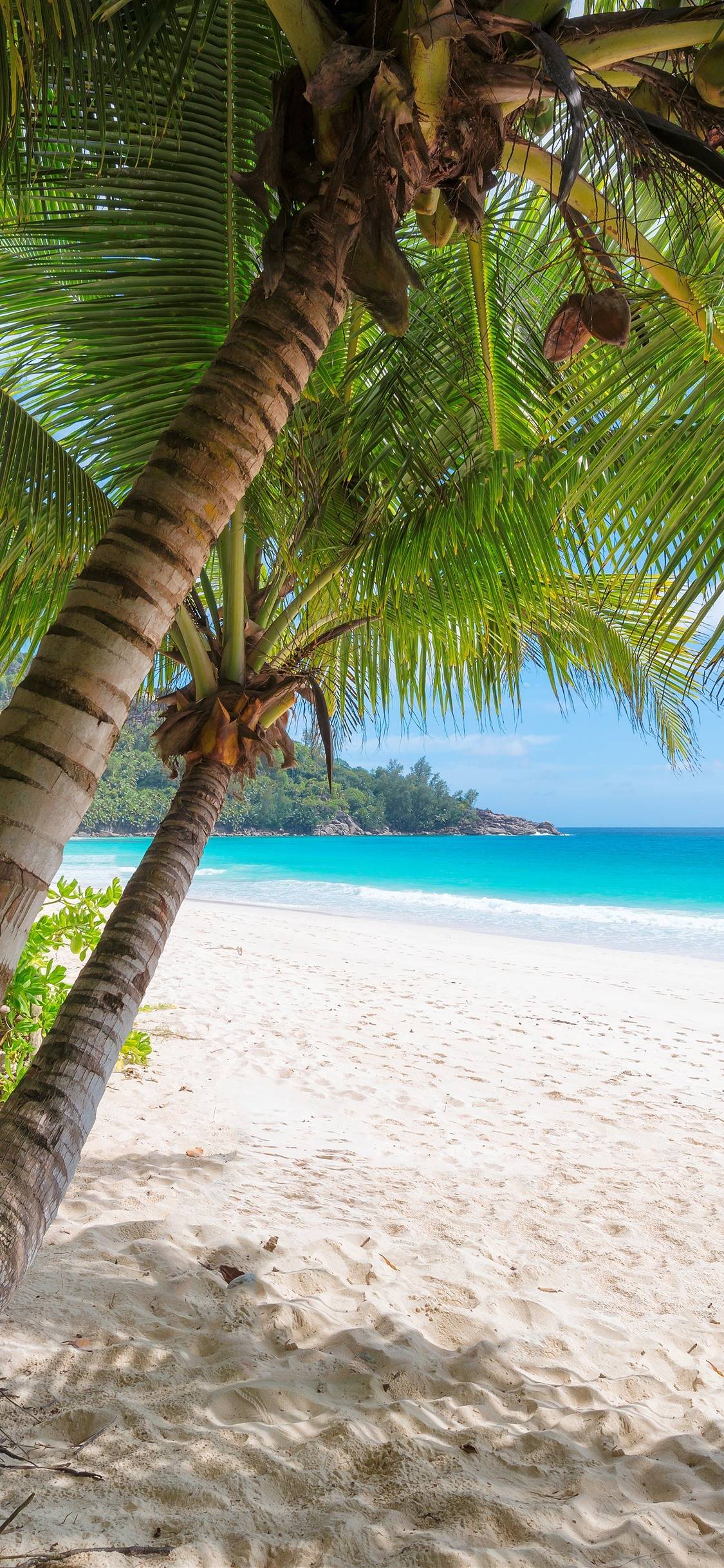 1125x2436 Palm trees, beach, sea, tropical, summer 1242x2688 iPhone 11 Pro
