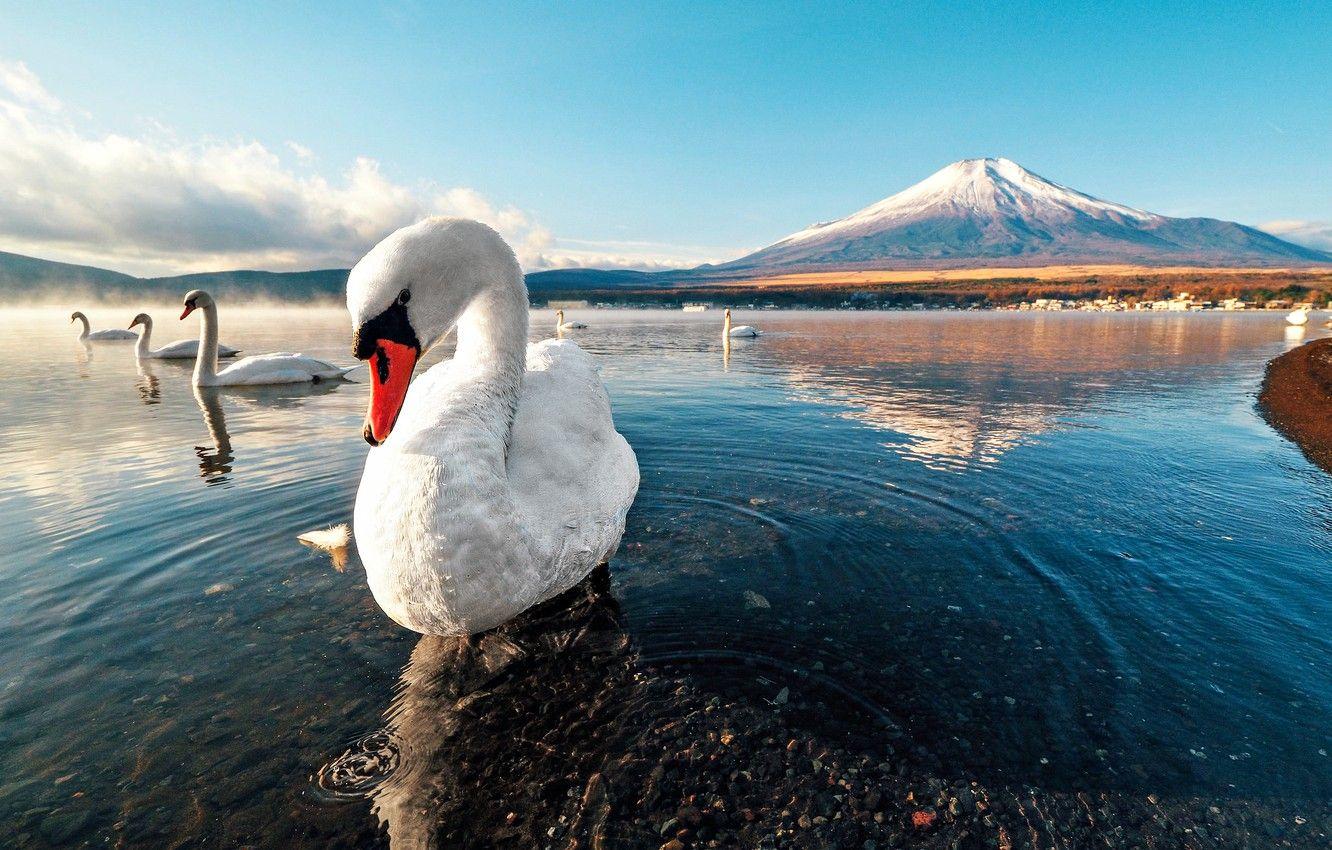 1332x850 Wallpaper swan, sunset, mountain, lake, snow, dawn image
