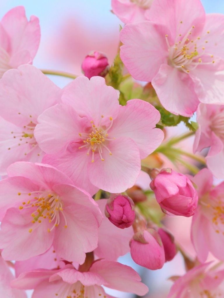 Cherry Blossom iPad Wallpapers - Top Free Cherry Blossom iPad ...