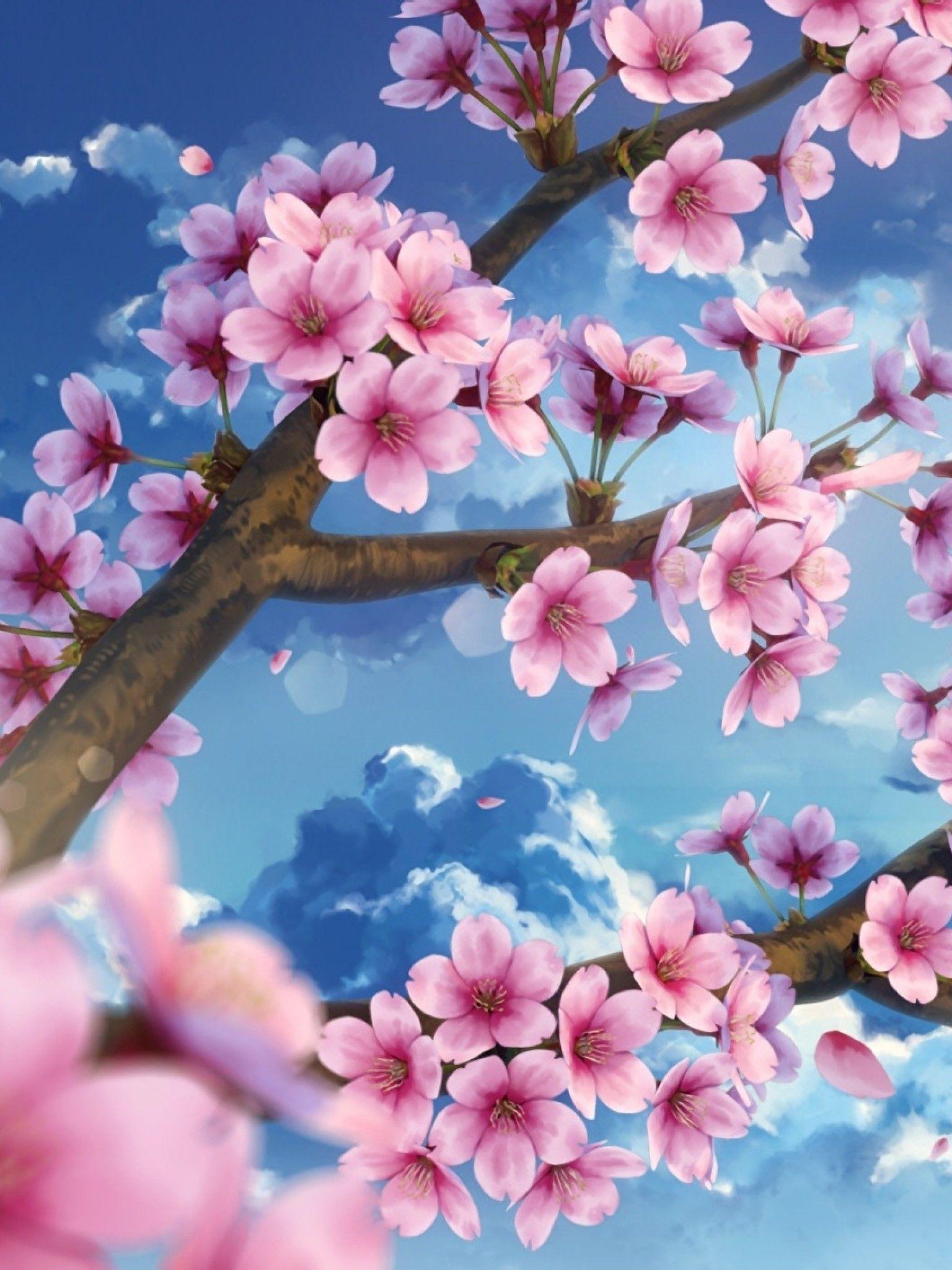 Cherry Blossom iPad Wallpapers Top Free
