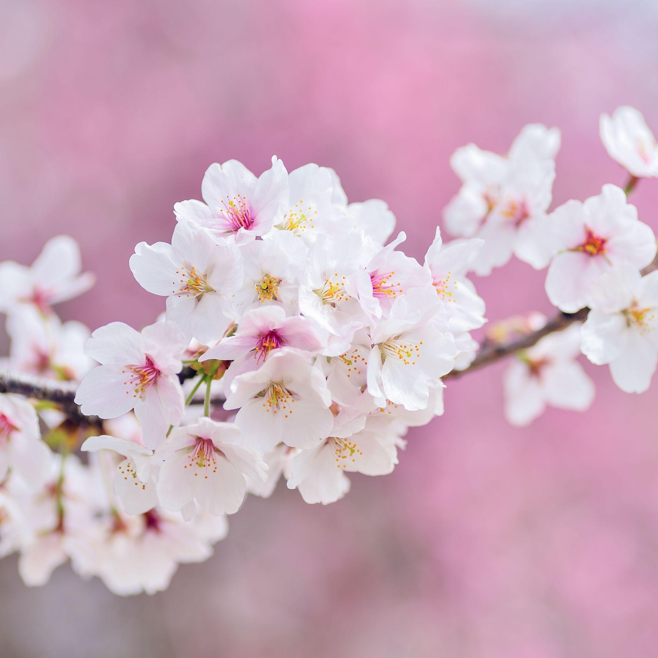 2248x2248 Download 2248x2248 wallpaper cherry tree, flowers, blossom, pink