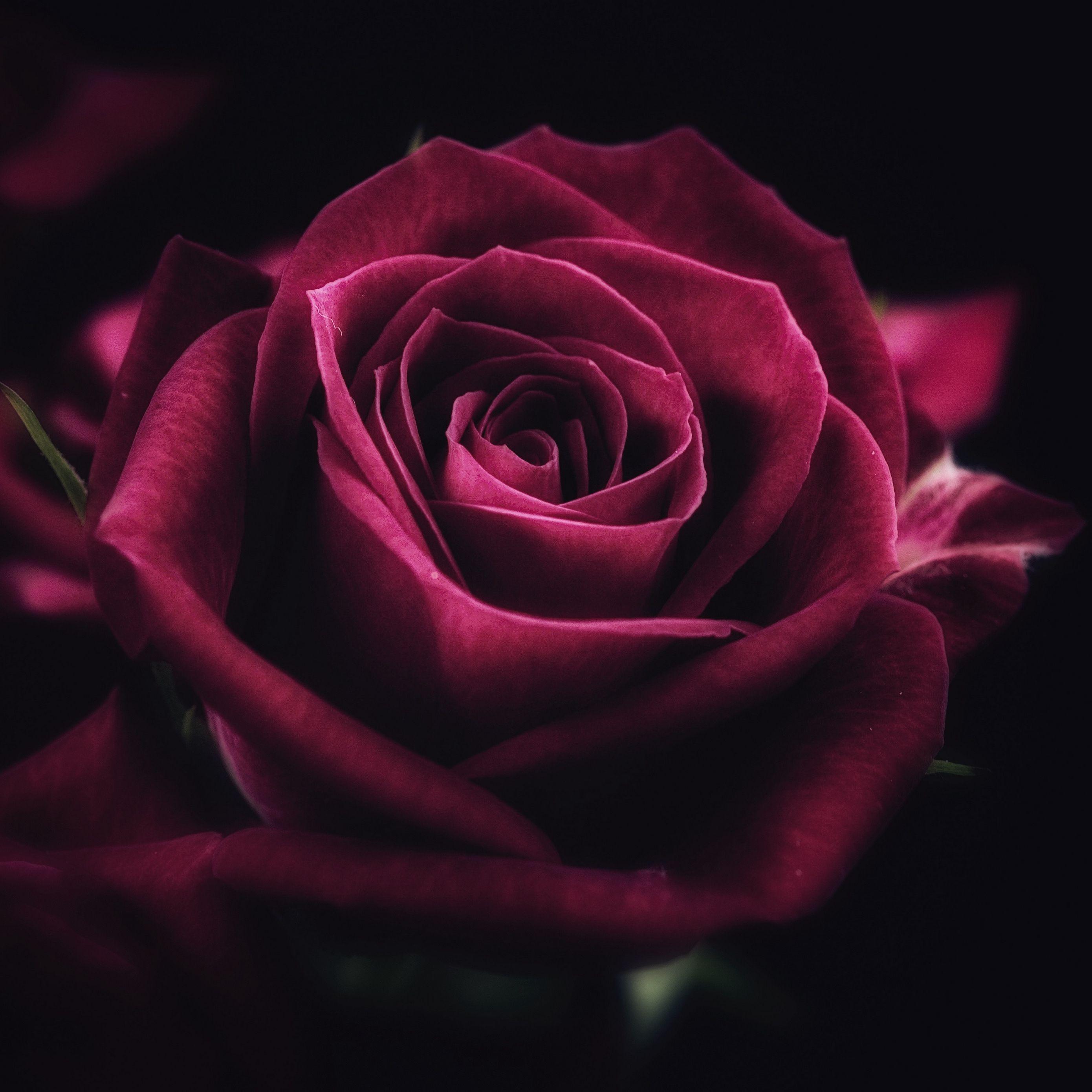 Rose iPad Wallpapers Top Free Rose iPad Backgrounds WallpaperAccess