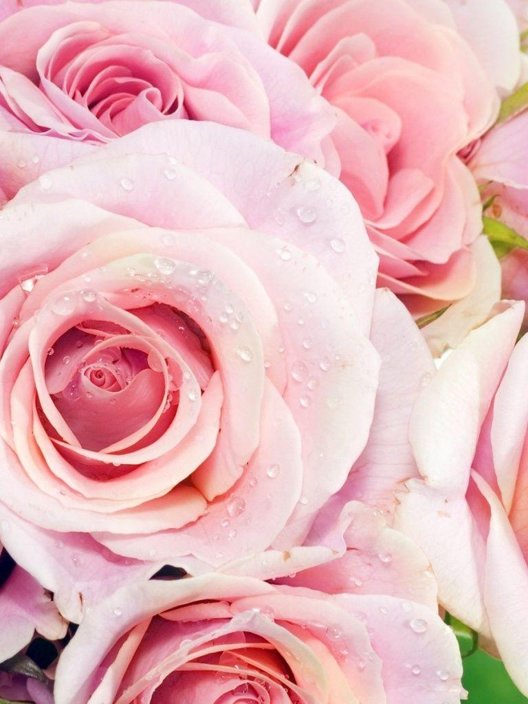 Rose iPad Wallpapers - Top Free Rose iPad Backgrounds - WallpaperAccess