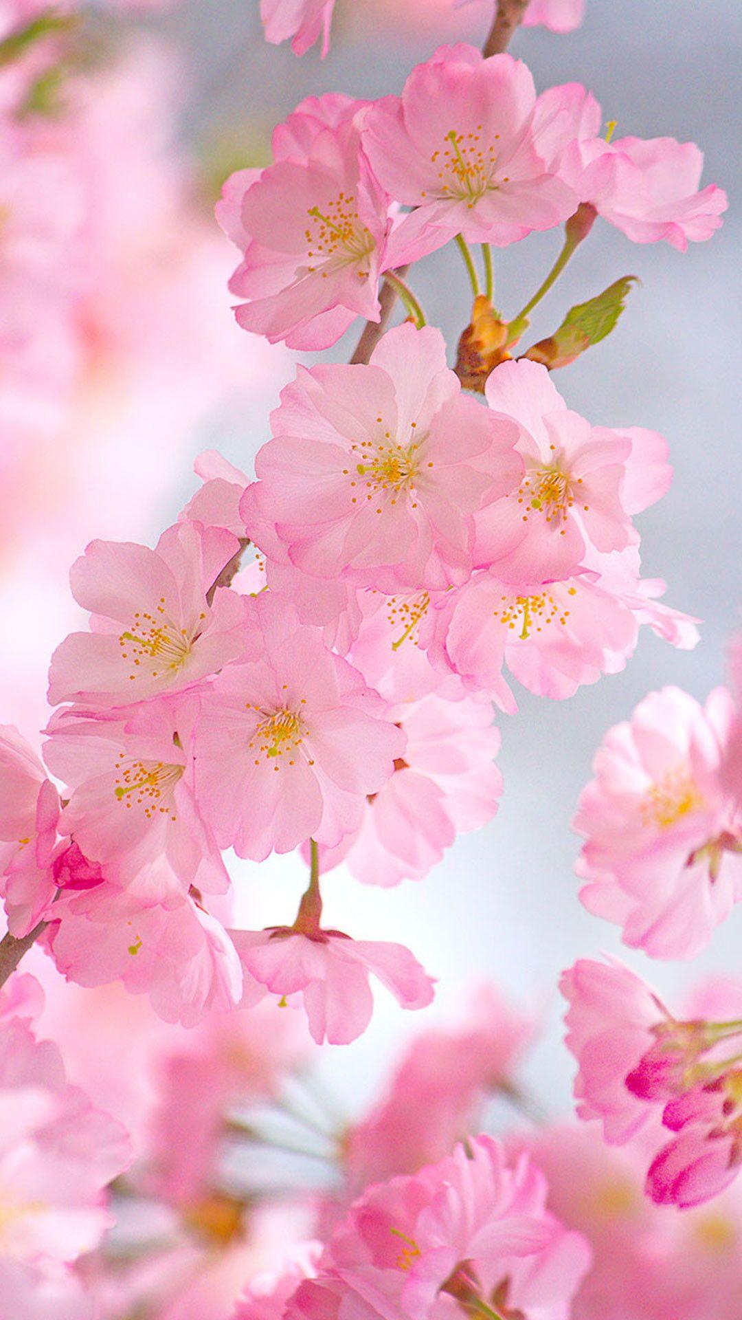 Cherry Blossom iPad Wallpapers - Top Free Cherry Blossom iPad ...