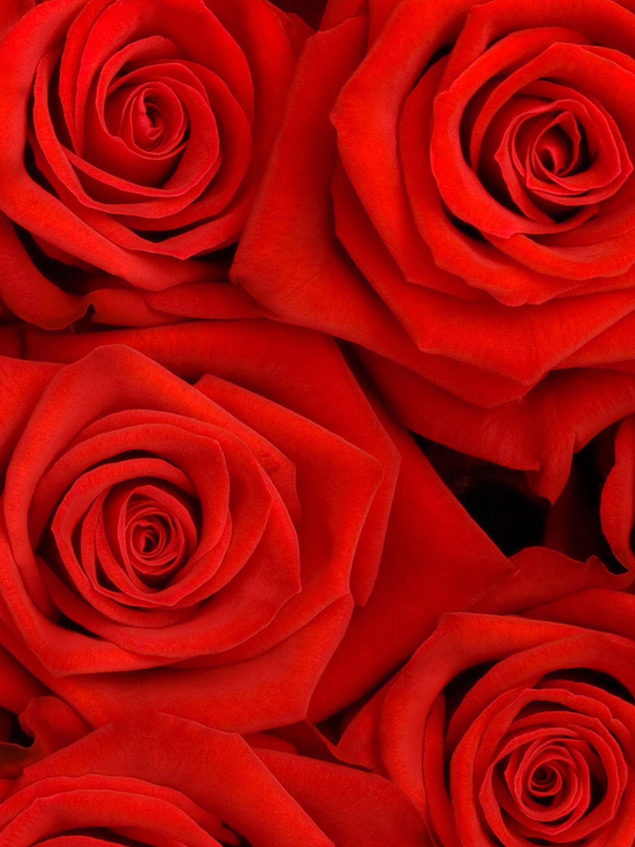 Rose iPad Wallpapers Top Free Rose iPad Backgrounds WallpaperAccess