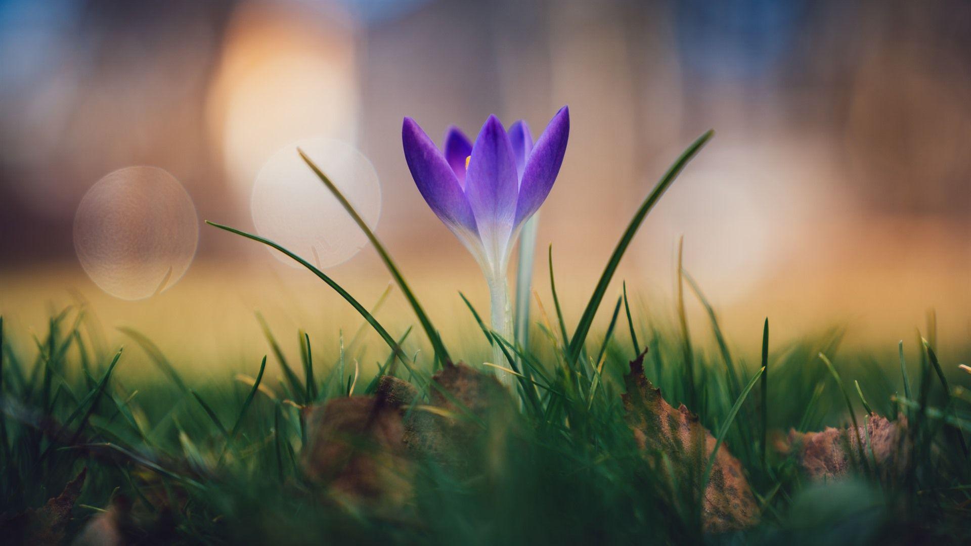 Crocus Wallpapers - Top Free Crocus Backgrounds - WallpaperAccess