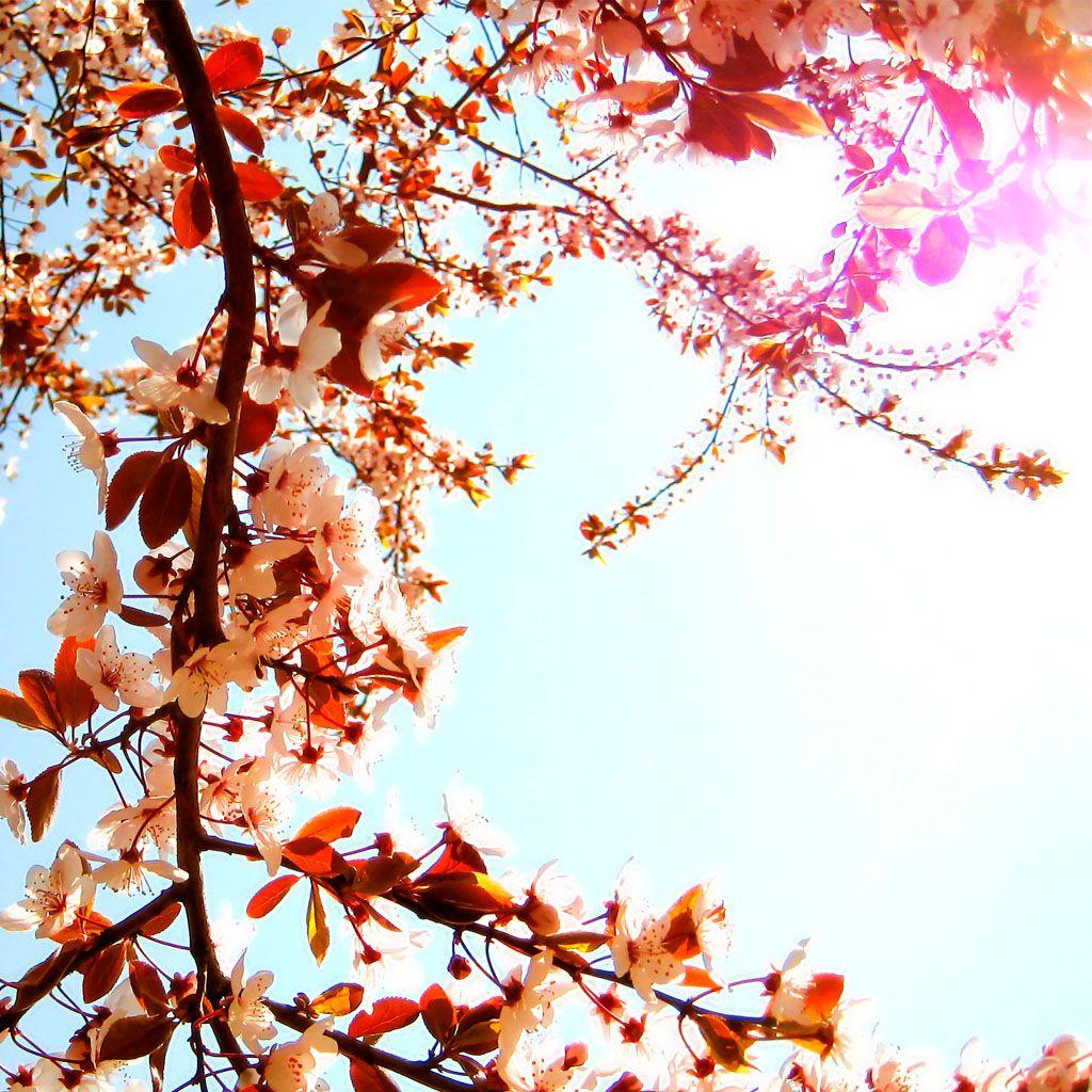 1024x1024 Cherry blossoms iPad Wallpaper Free Download