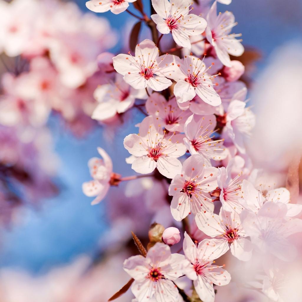 1024x1024 Page Were Searching For Sakura iPad Wallpaper Cherry Blossoms iPad